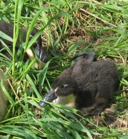My ducklings from two years ago (2010)