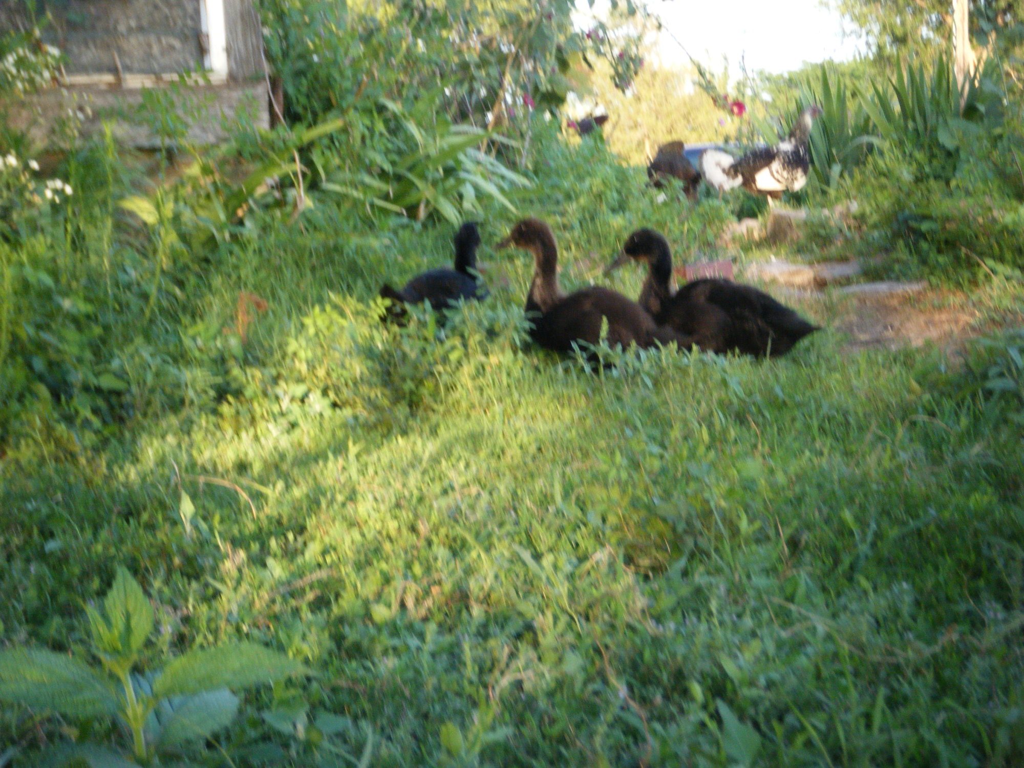My ducklings.  Only one is left.