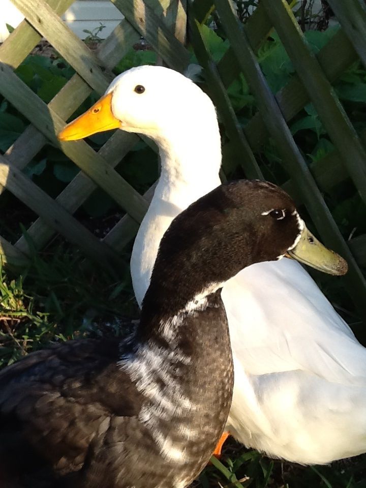 My ducks Avery and Blake. I know that ones a pekin but does anyone know what the blackish one is? I will gladly add additional photos of him if needed.