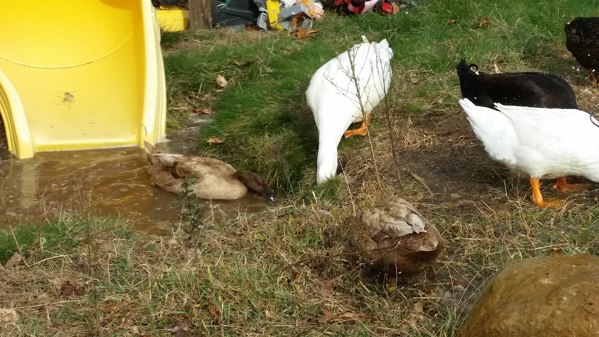 My ducks dont need. Their large pool