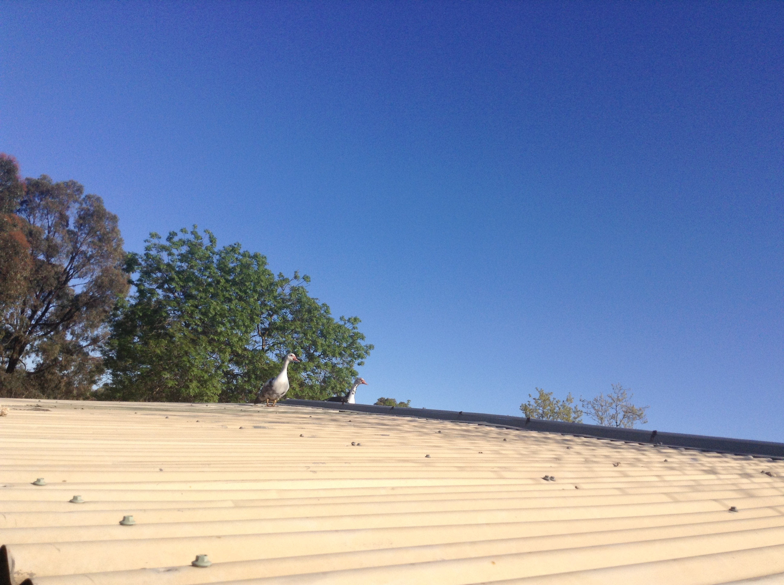 My ducks have recently learnt how to fly and they are already on the roof!
