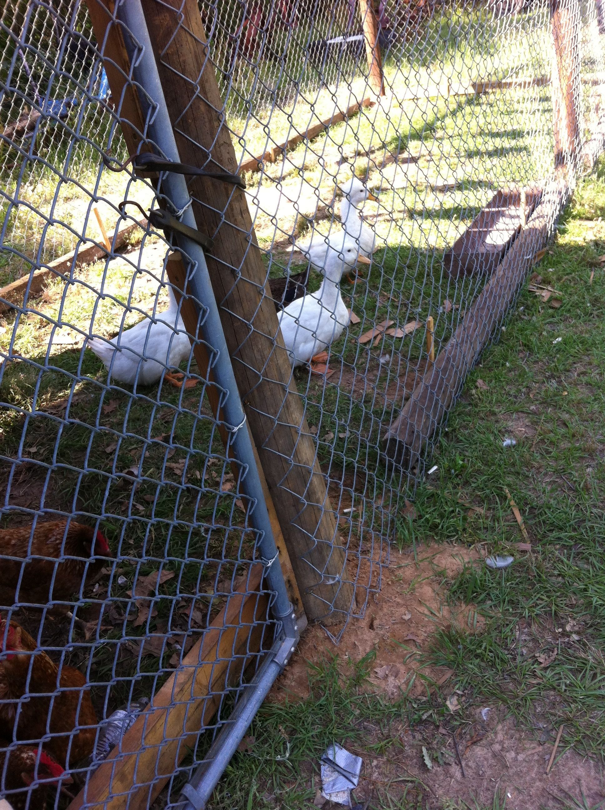 My ducks. I don't think Clarence is In this photo( Clarence is my crested Peking duck :)