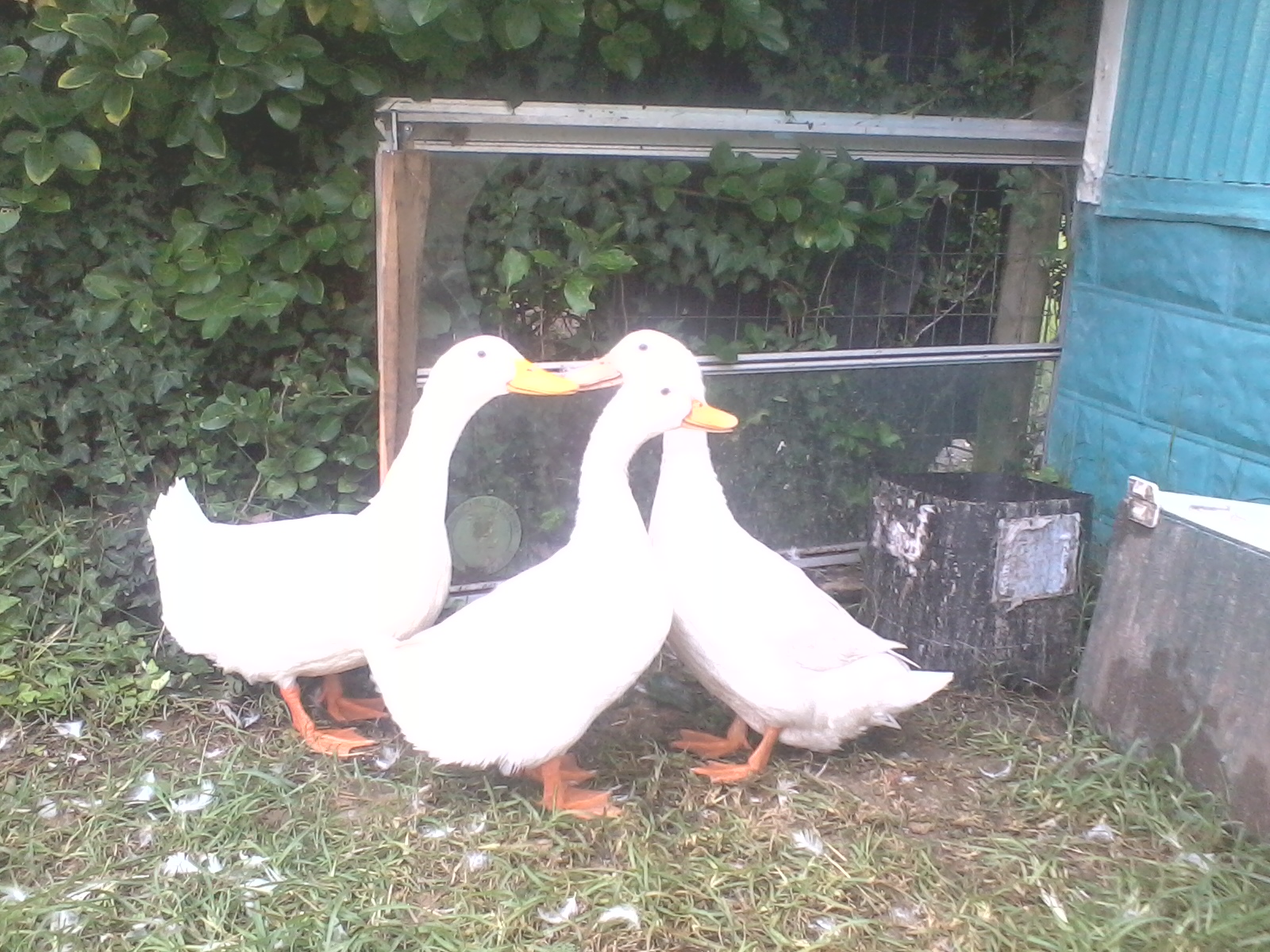 my ducks