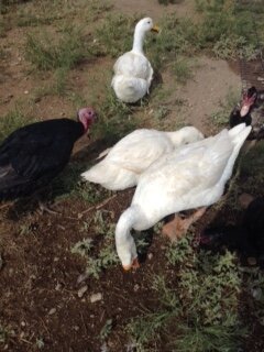 My ducks