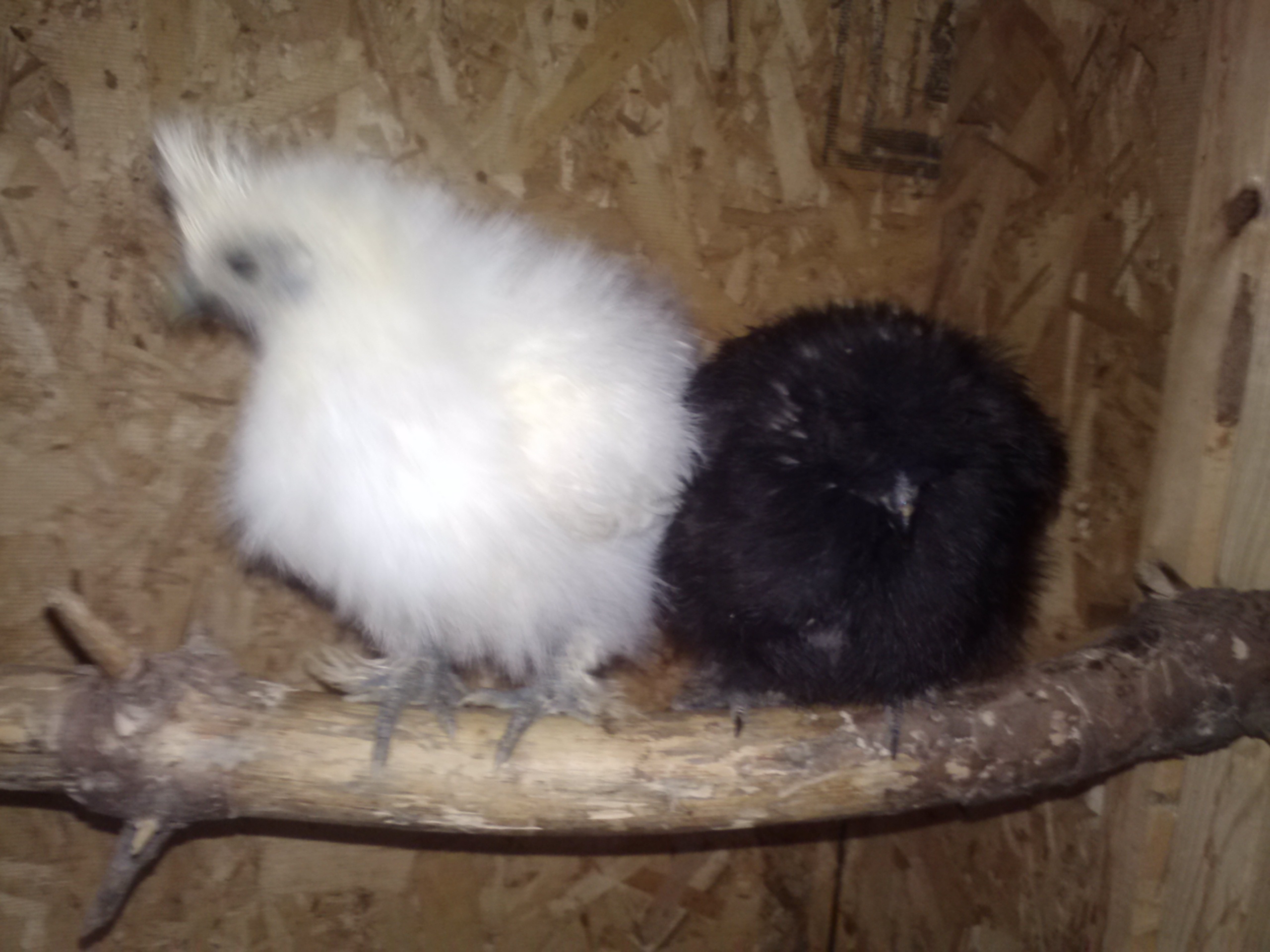 My Dwarf Black Silkie compared to a Bantam White Silkie. Laya is the black one at 4months and the white silkie at 3 months.