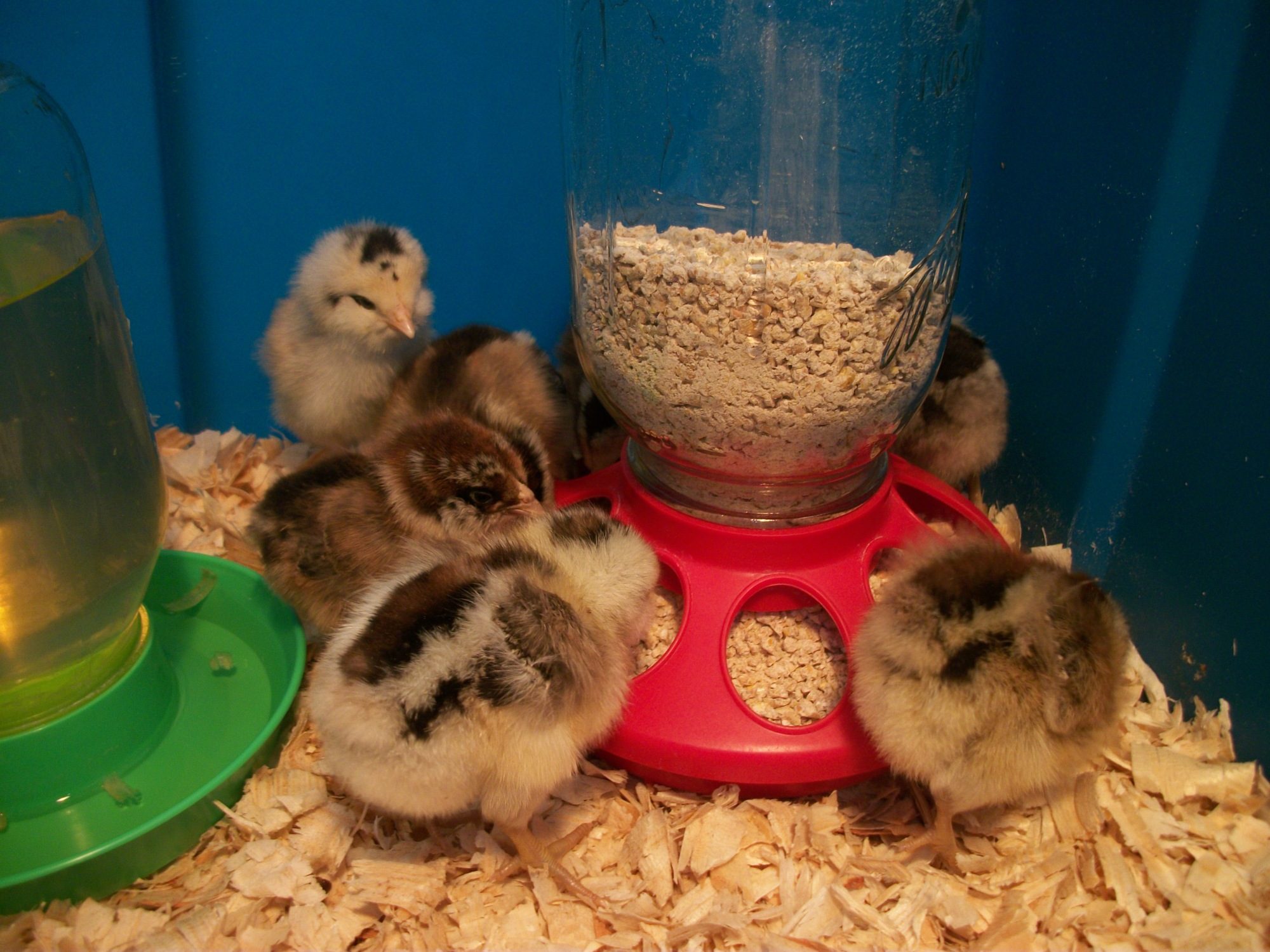 My Easter Egger babies!