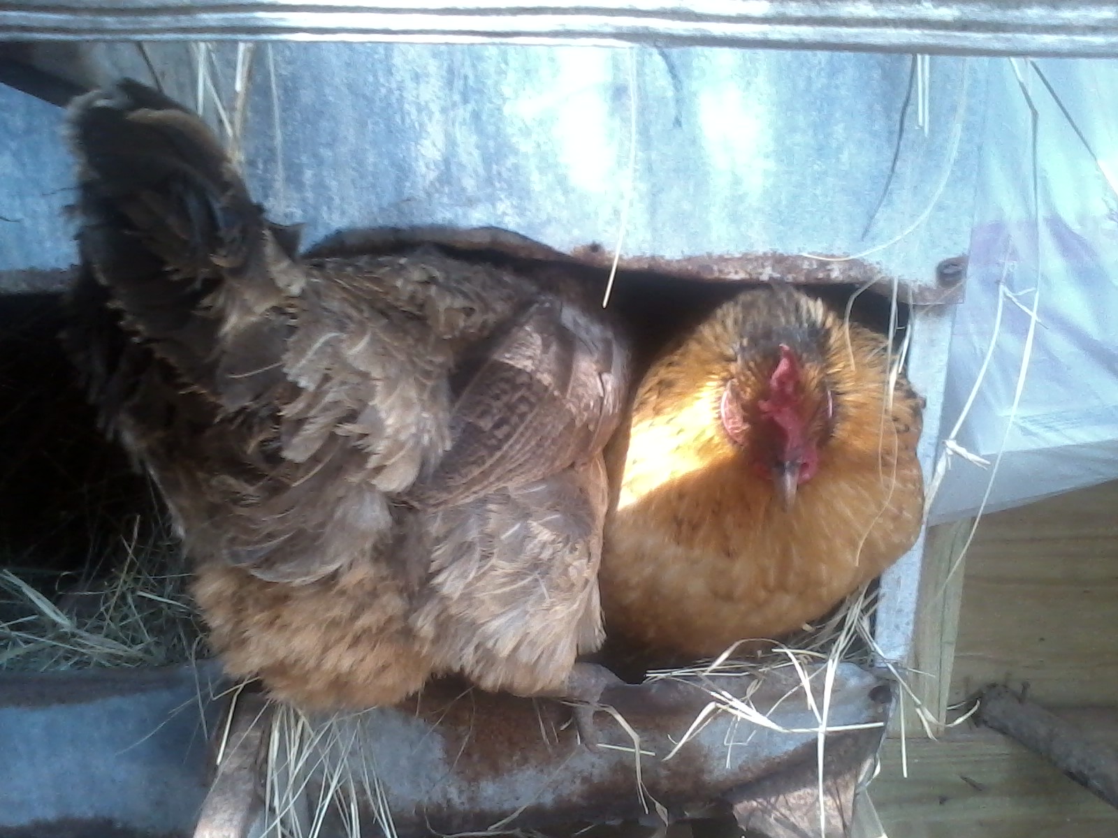 My easter egger decided to boot my Buff Orpington-Leghorn mutt Veronica out of the nest today...