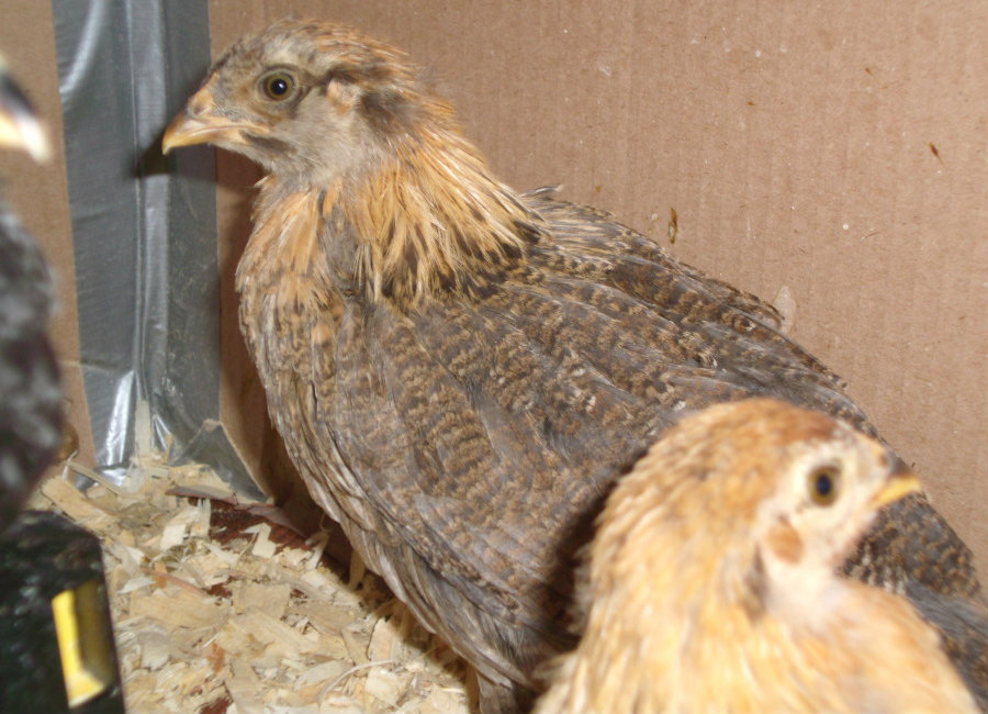 My Easter Egger "Dusty" as a chick.  With Friendly in the foreground.