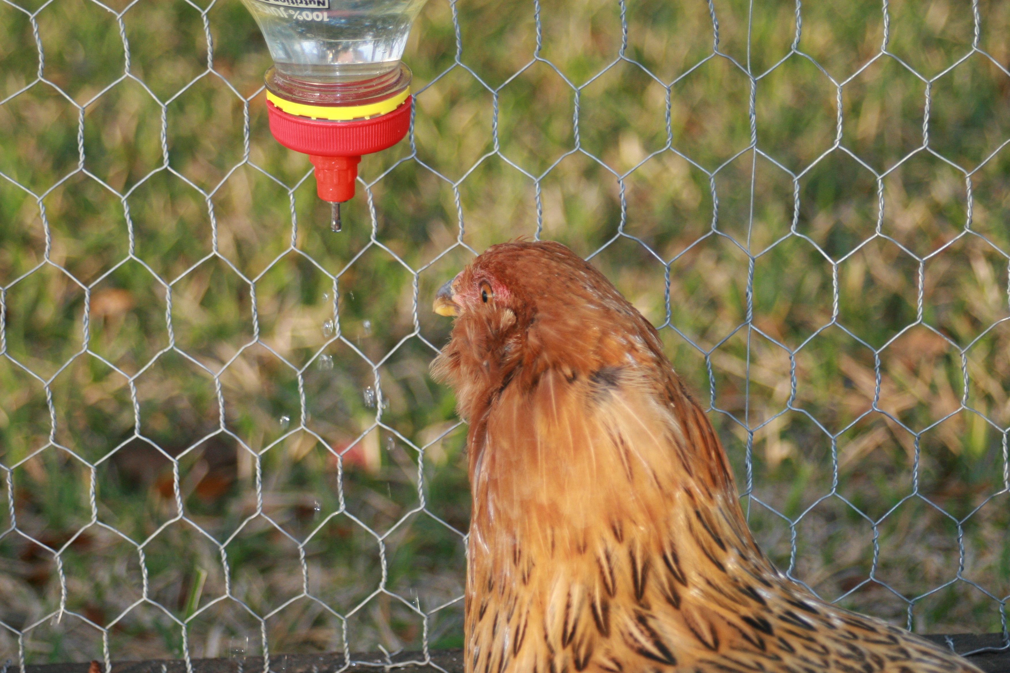 My Easter Egger, her name is Fish.
