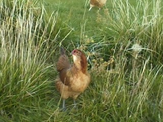 My Easter Egger In my garden setup