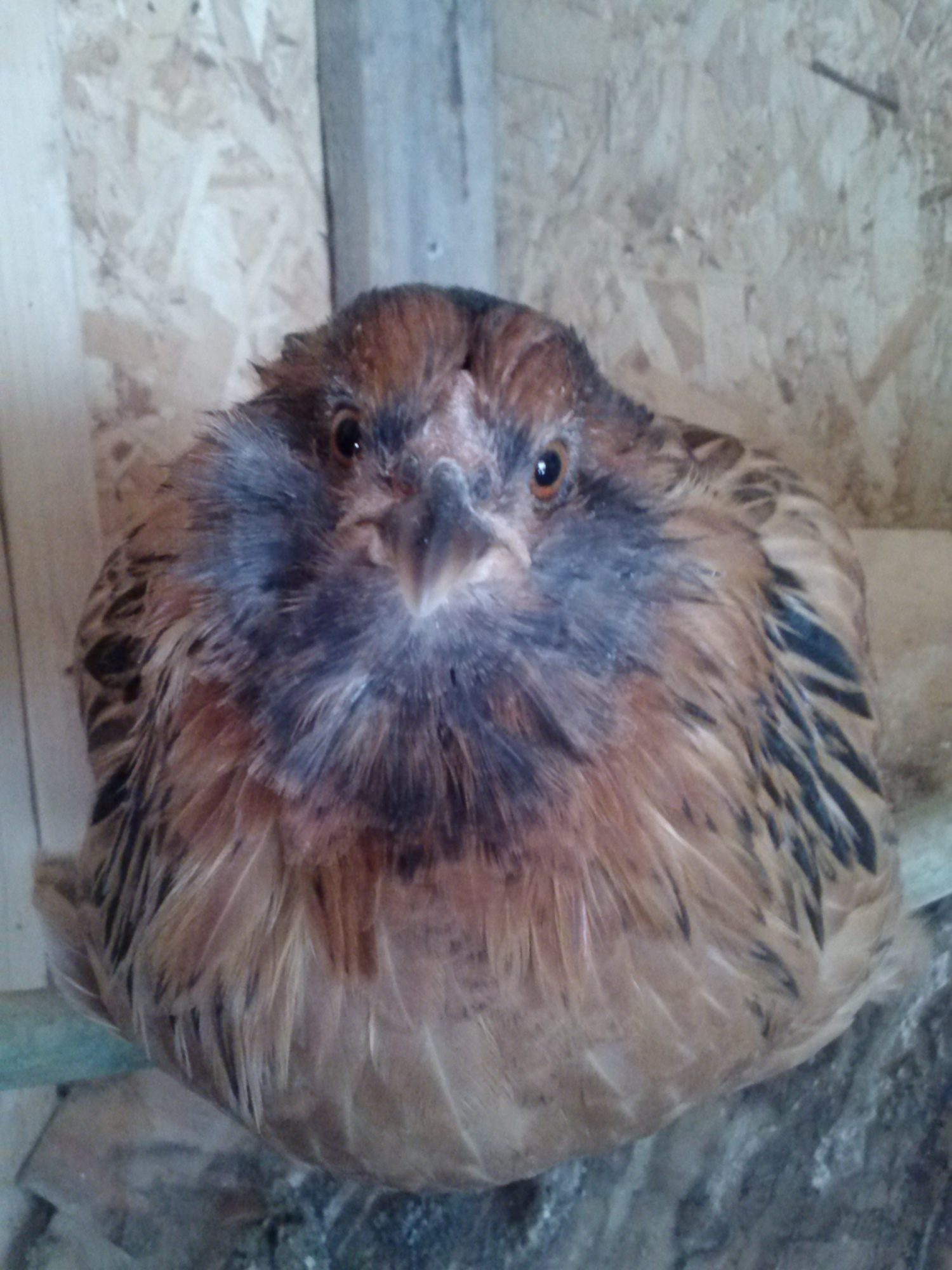 My easter egger named Jasmine (nick named jazzy) Relaxing on the perch.
