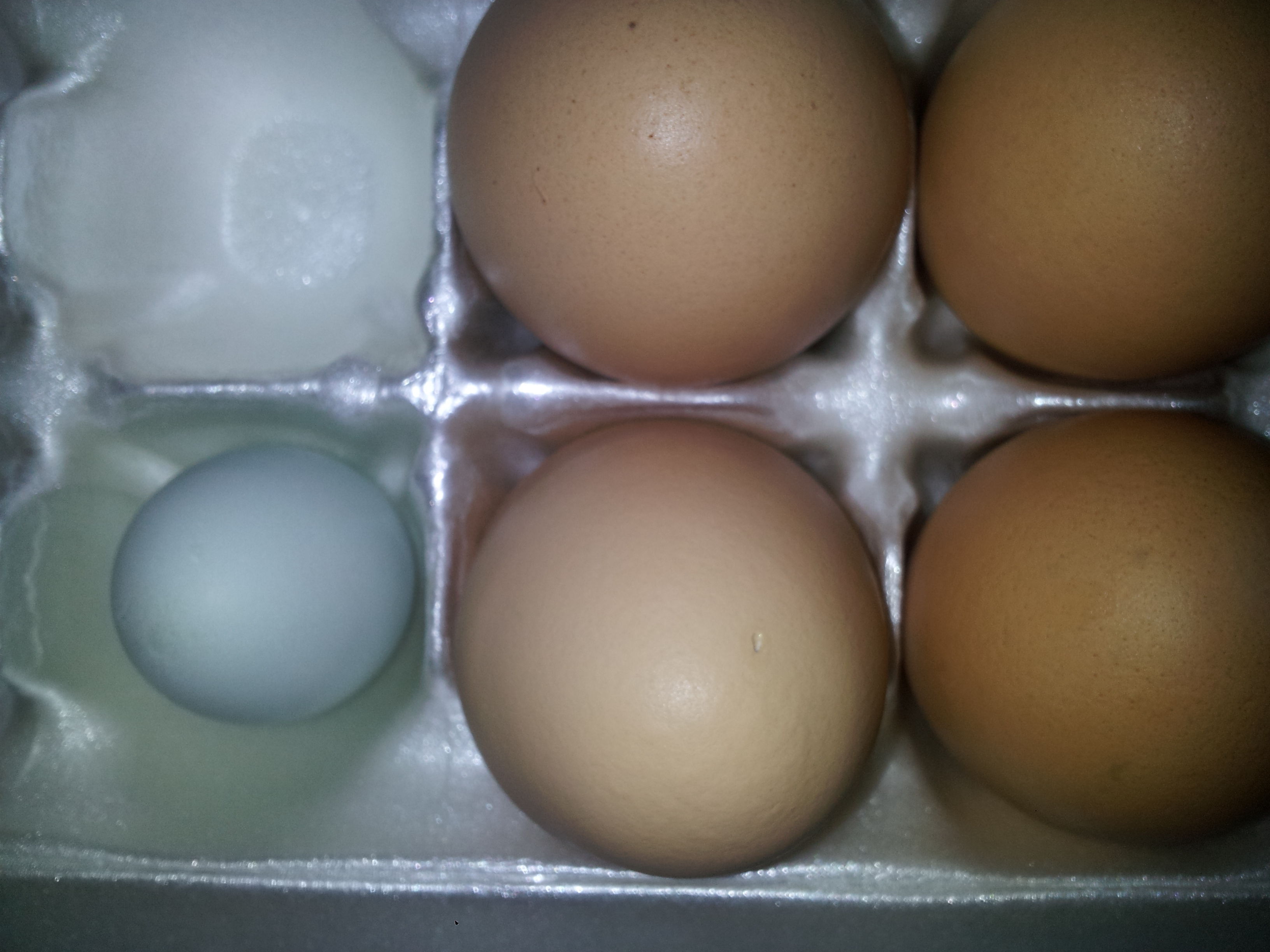 My Easter Egger, Pearl, was the first to lay in the RIR/EE mix from Cackle Hatchery. It's actually blue tinted not green. She is age 19 weeks.