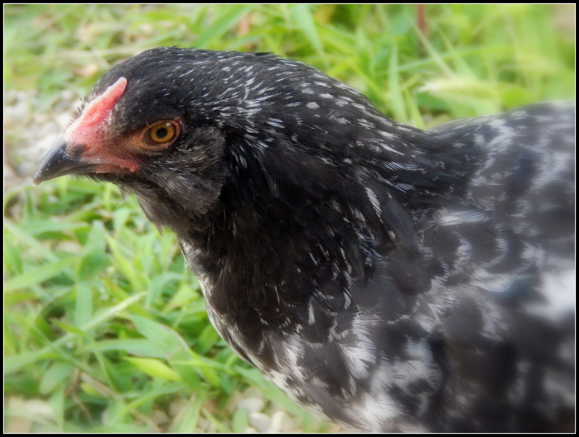 My Easter Egger pullet Coco Puffs around 8 weeks old.