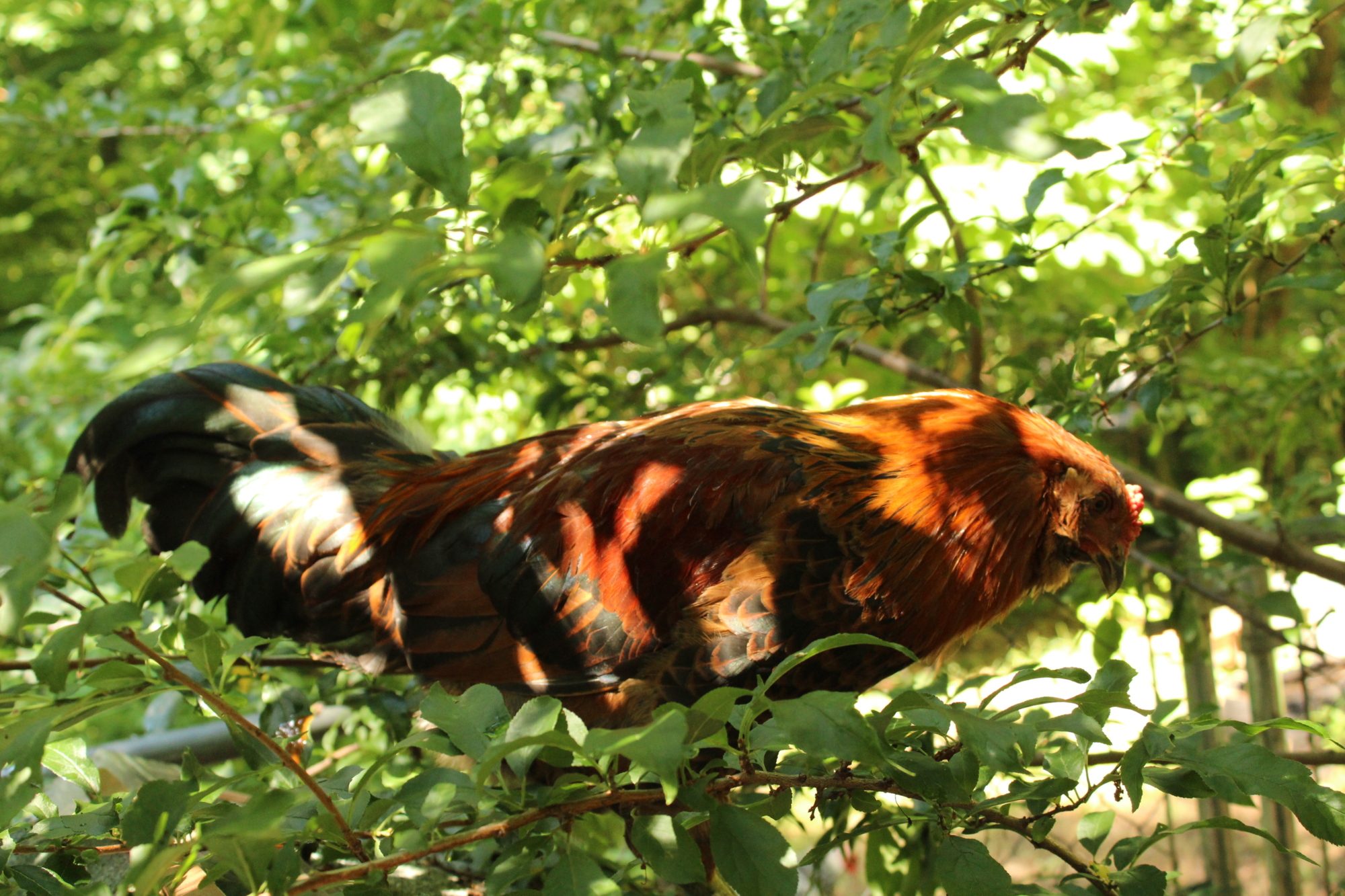 My Easter Egger roo Romulus hanging out in a tree.