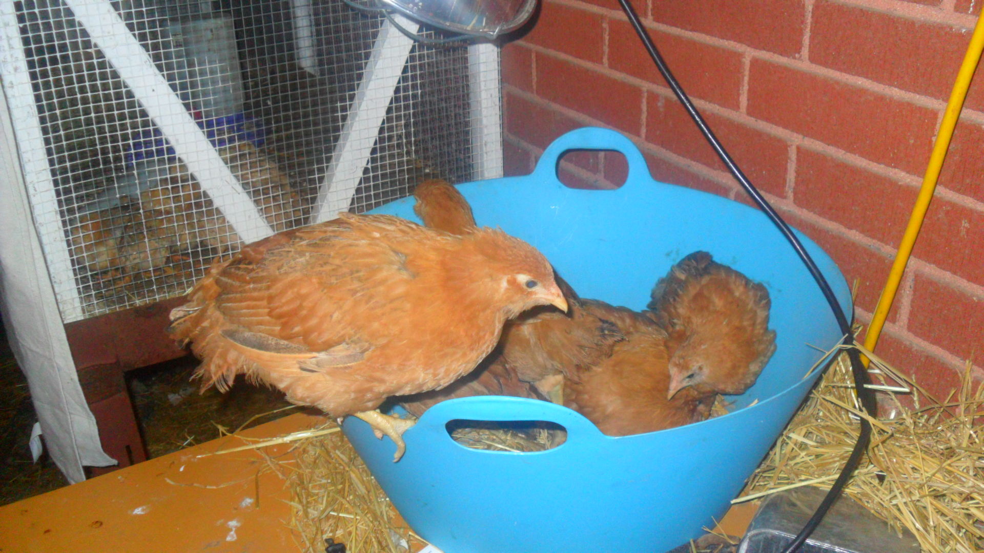 My EE/ Buff Orpington crosses