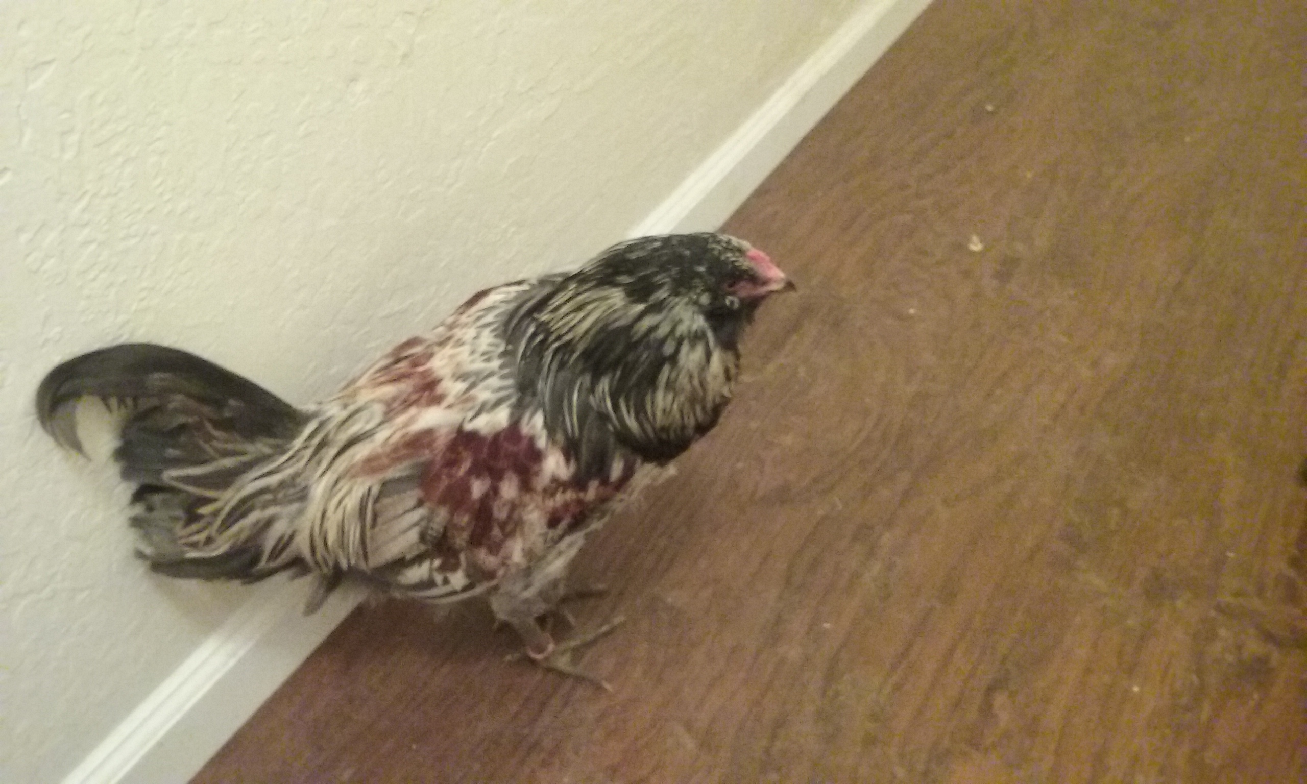 My EE (Easter Egger) Farkle my other Rooster.