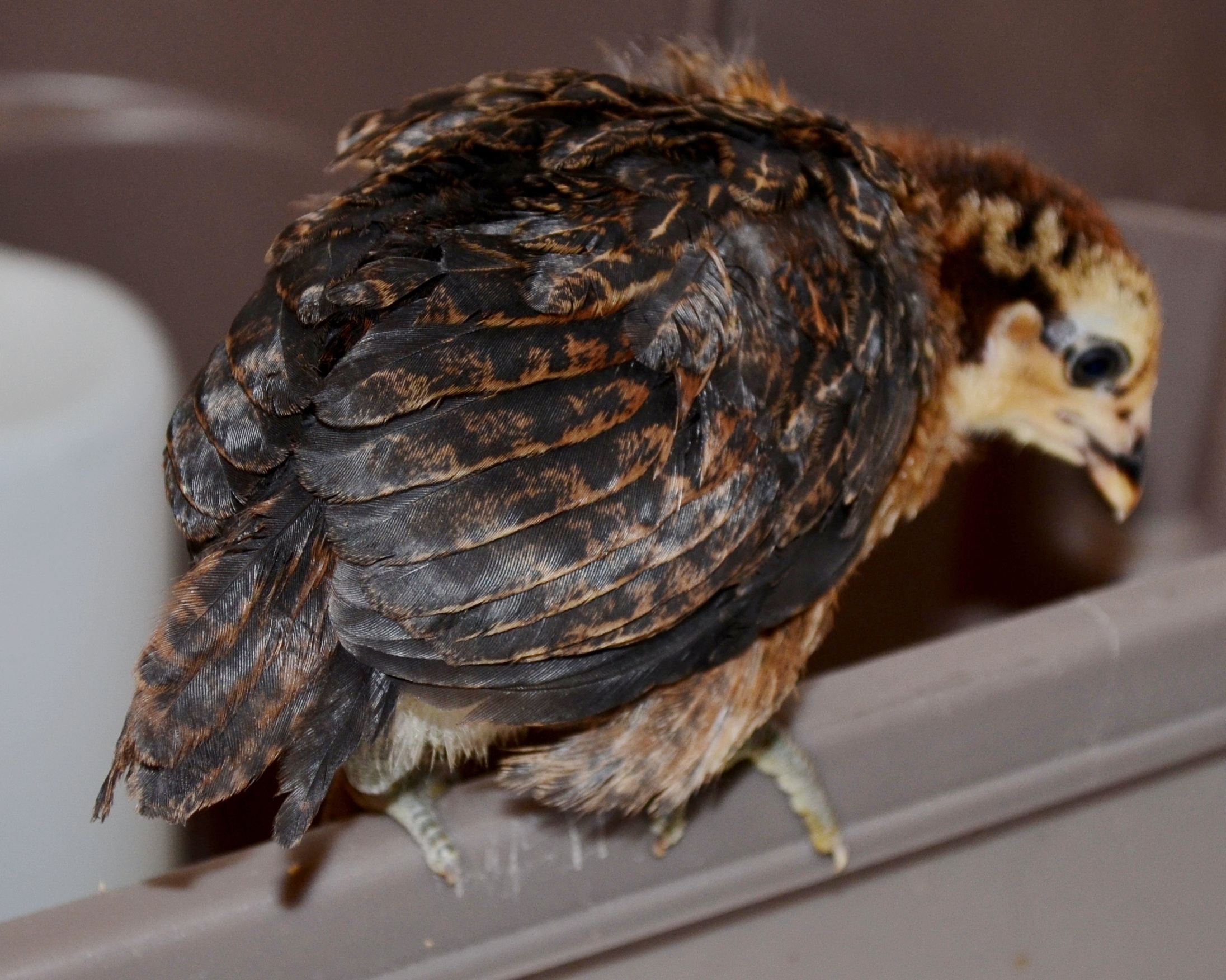 My EE girl aka Auna the Ameraucana....3.5 weeks old
