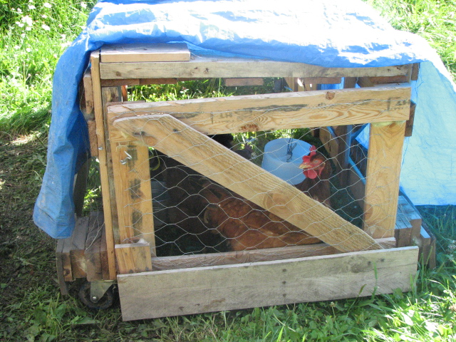 My egg eater in seclusion until my nest boxes can be converted to Roll-aways.