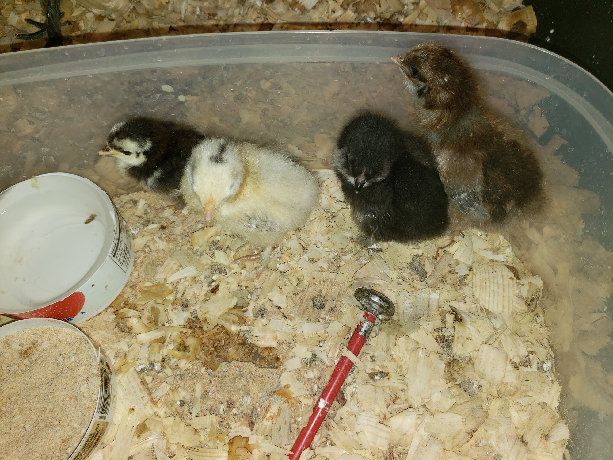 My eggs have been hatching!