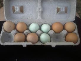 my eggs in 2 days from my new chickens