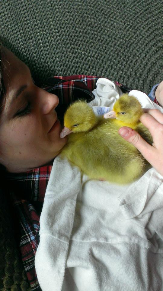 *
My Embden geese, Angus and Effie at just a few days old.