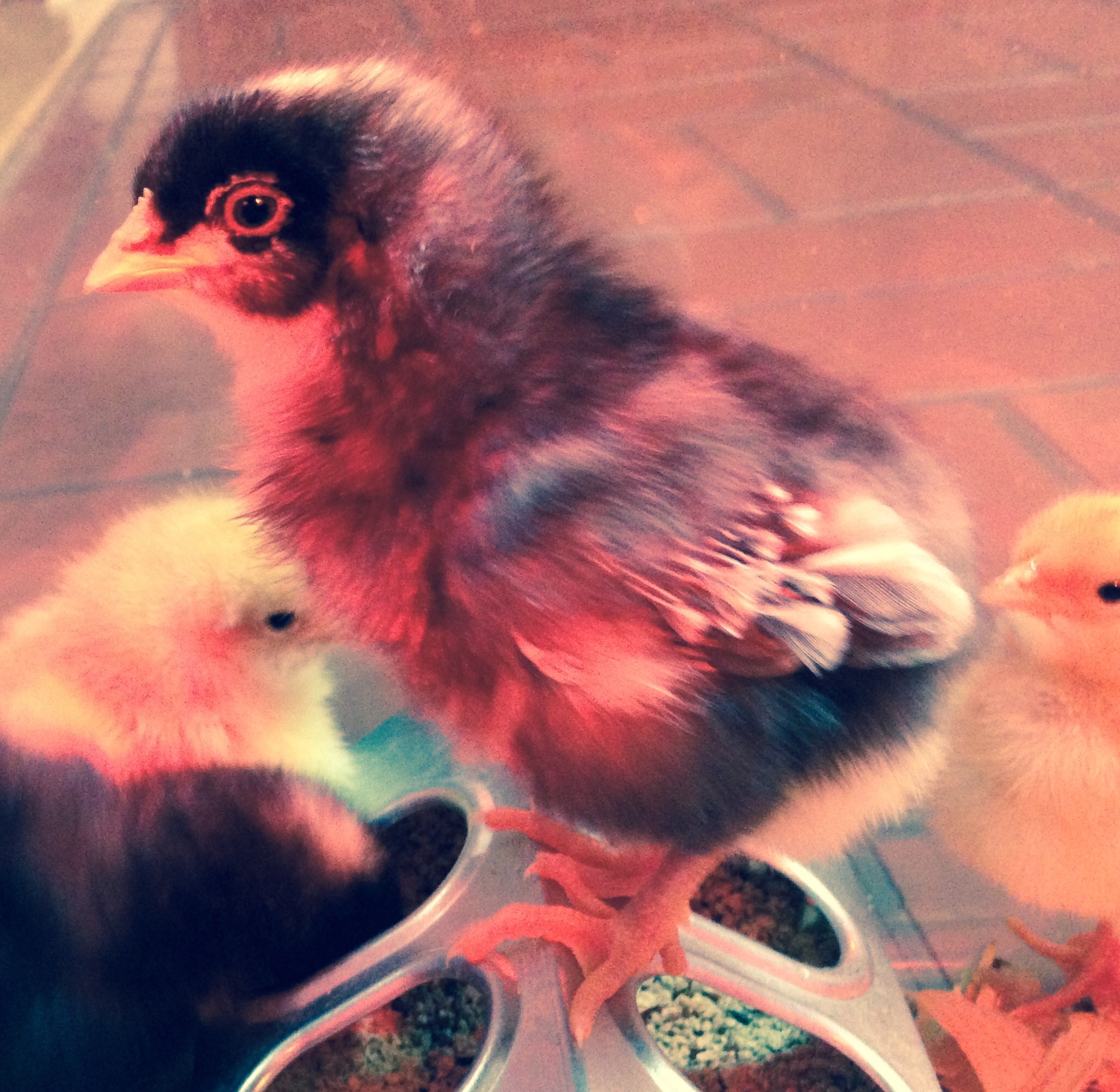 My "exotic" chick from the hatchery . Anyone want to take a guess what he/she is ?