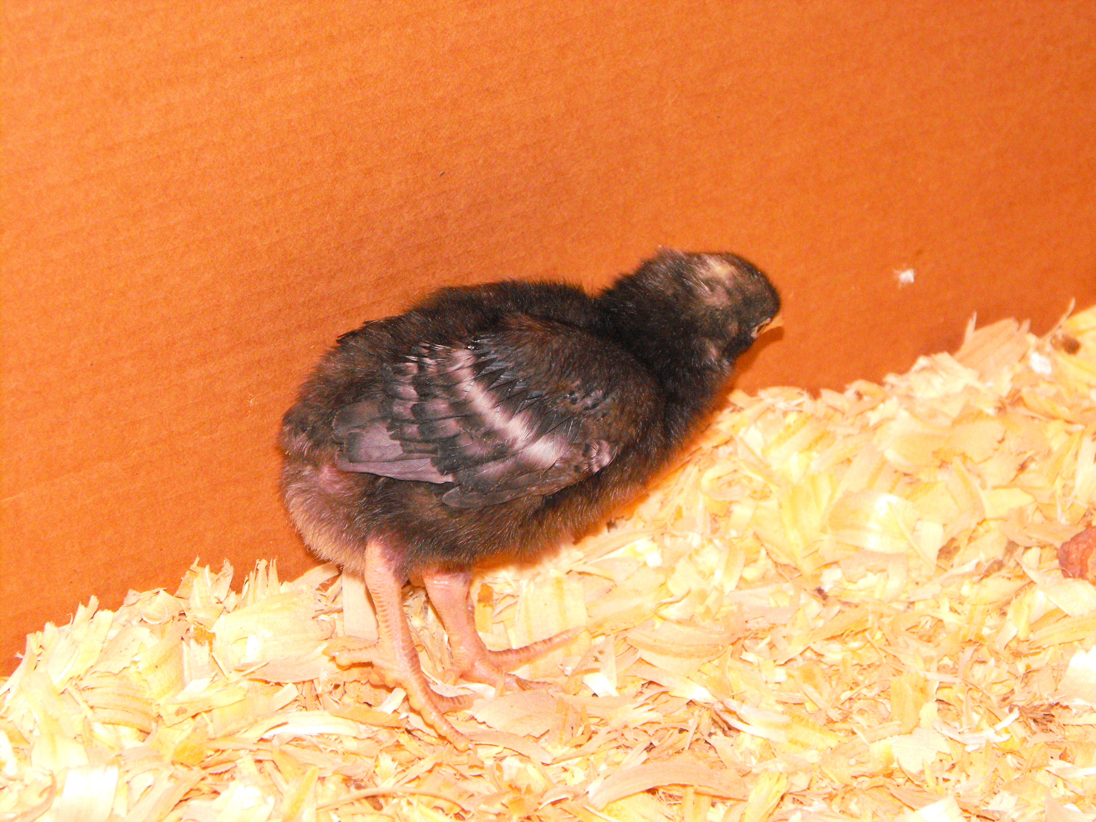 My exotic that almost died. She is just fine now. Anybody wanna guess what breed she is? Maybe Dominique??
