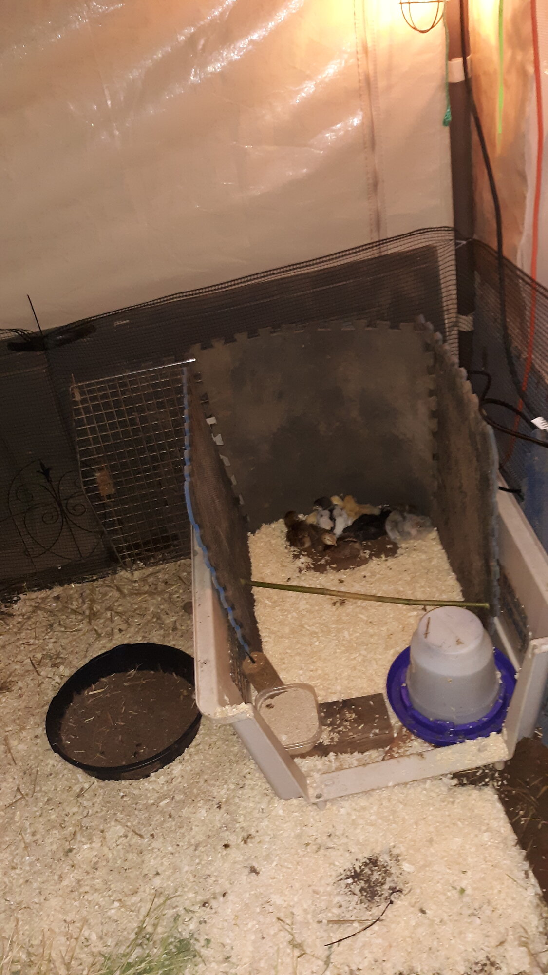 My expanded brooder pin. 3 week chicks