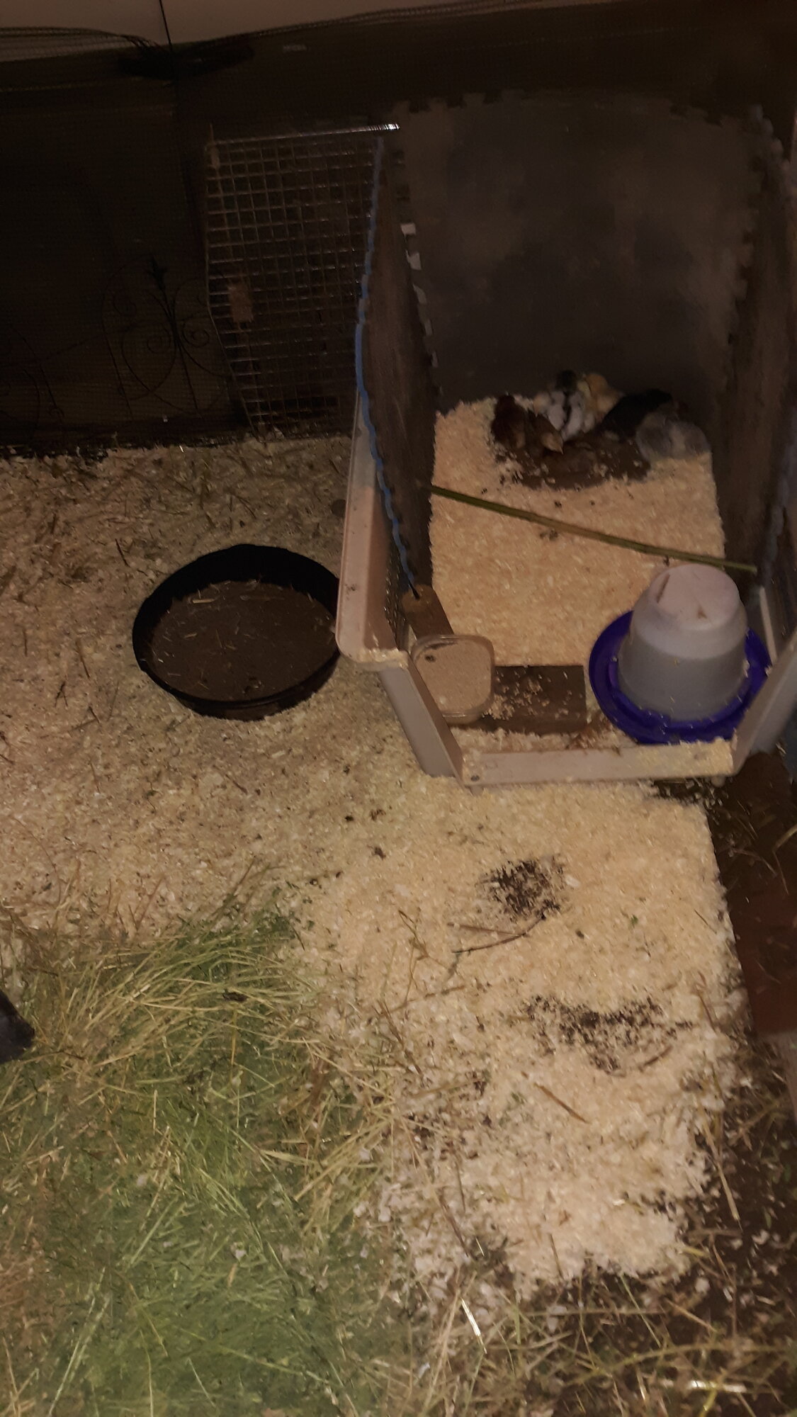 My expanded brooder pin. 3 week chicks
