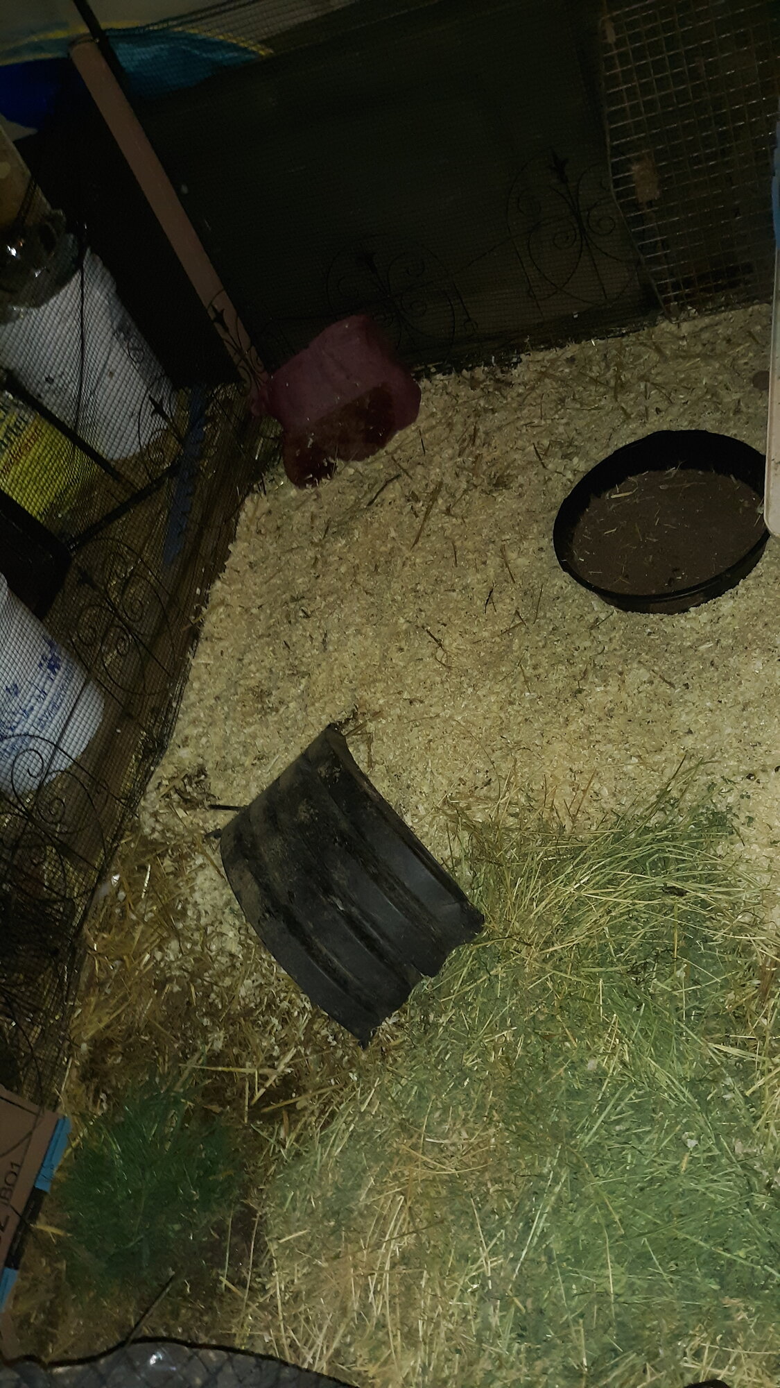 My expanded brooder pin. 3 week chicks