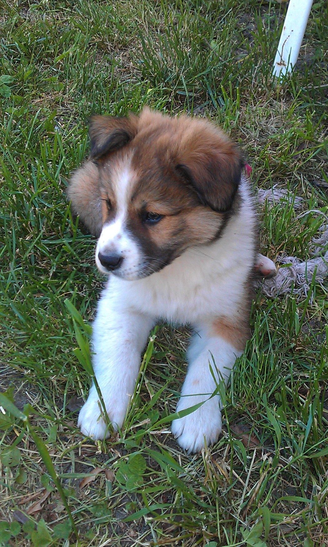 My farm pup 9 weeks