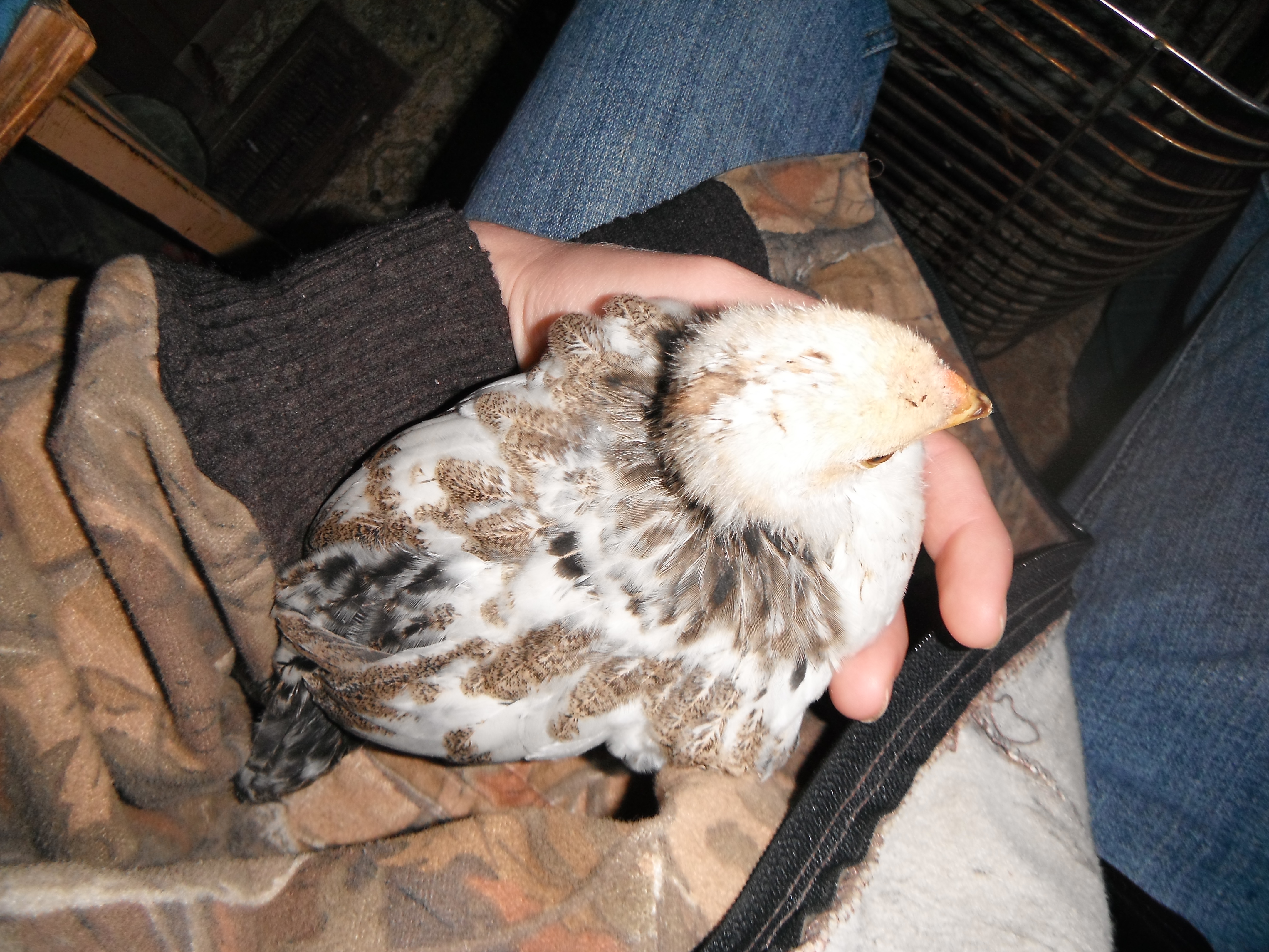 my fav baby chicken, not the same one as with momma bird's tail, i think. Look at all the black feathers it has.