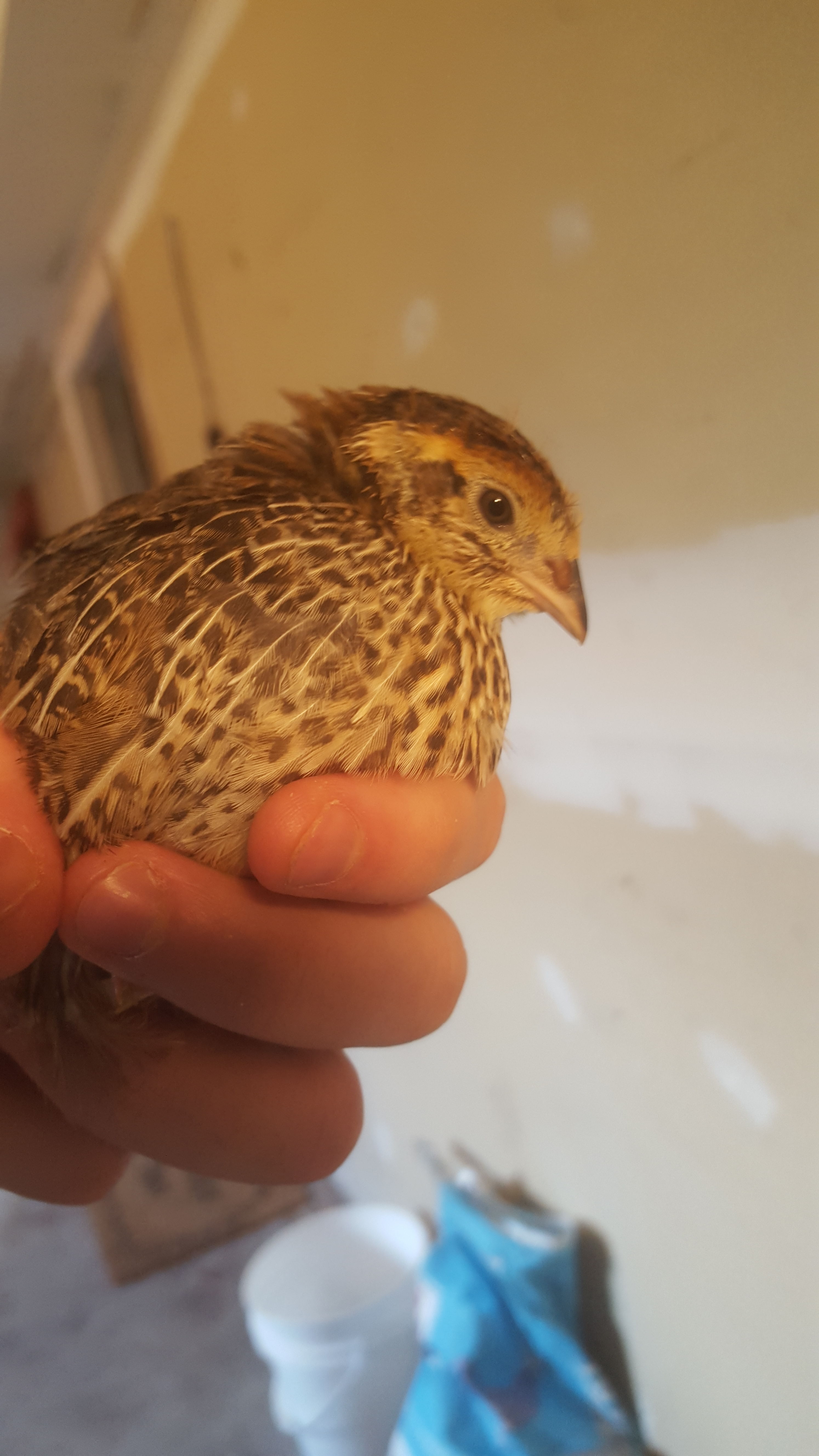 My favorite baby! Yellow band bird. Super happy and calm. (havent determined gender) but this sweetheart follows me around outside.