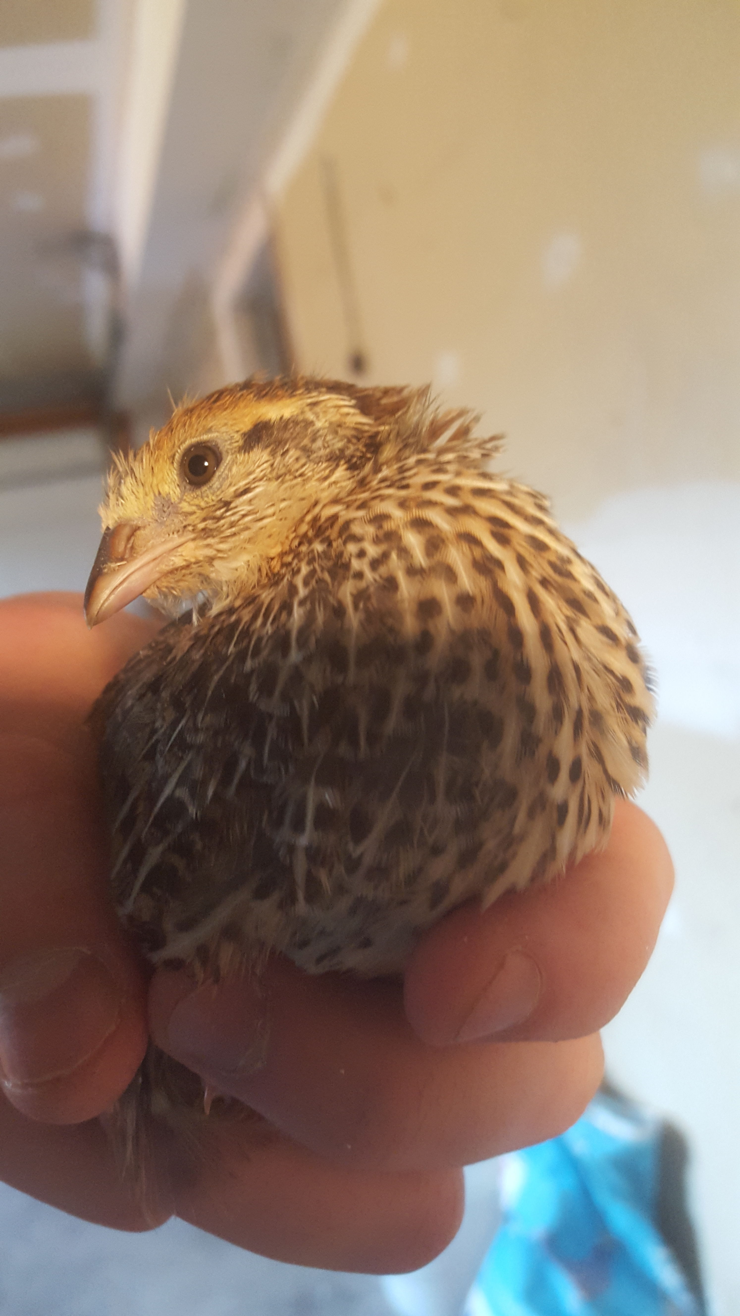My favorite baby! Yellow band bird. Super happy and calm. (havent determined gender) but this sweetheart follows me around outside.