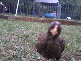 My favorite barred rock little hen (I think) very friendly and loves hang out with me I haven't named them yet ....think I got to :D