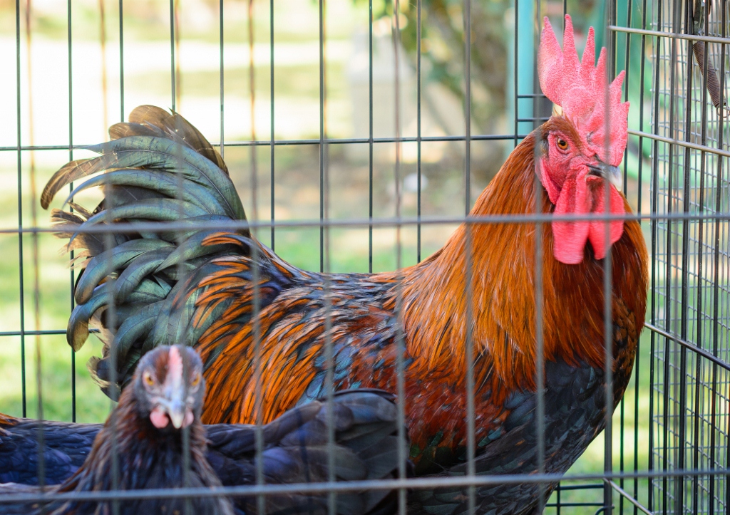 My Favorite boy, now gone but not forgotten

Little Peddler Line of Black Copper Marans