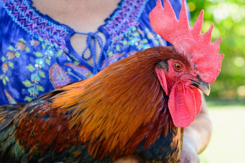 My Favorite boy, now gone but not forgotten.  

Little Peddler Line of Black Copper Marans