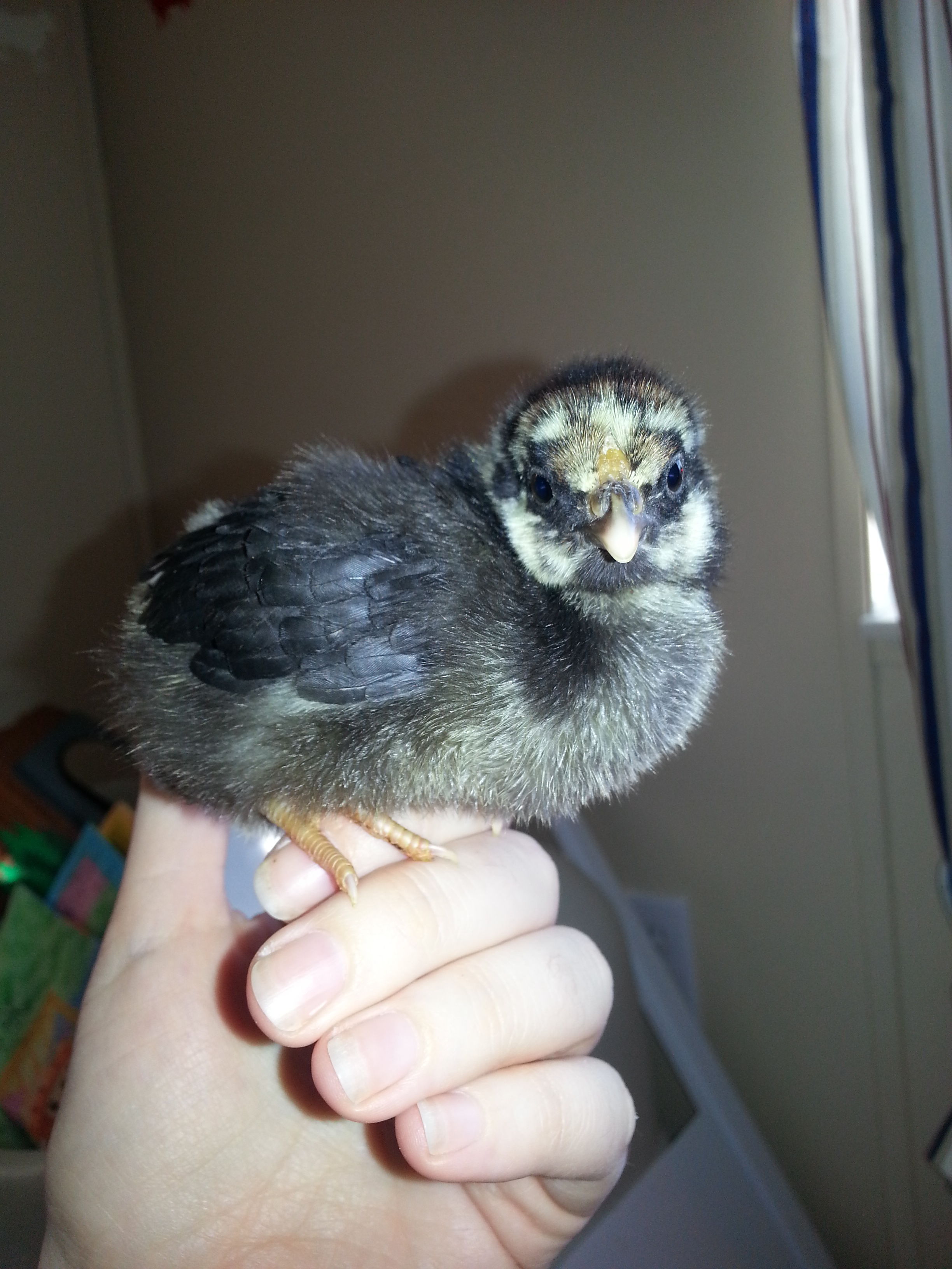 My favorite chick!