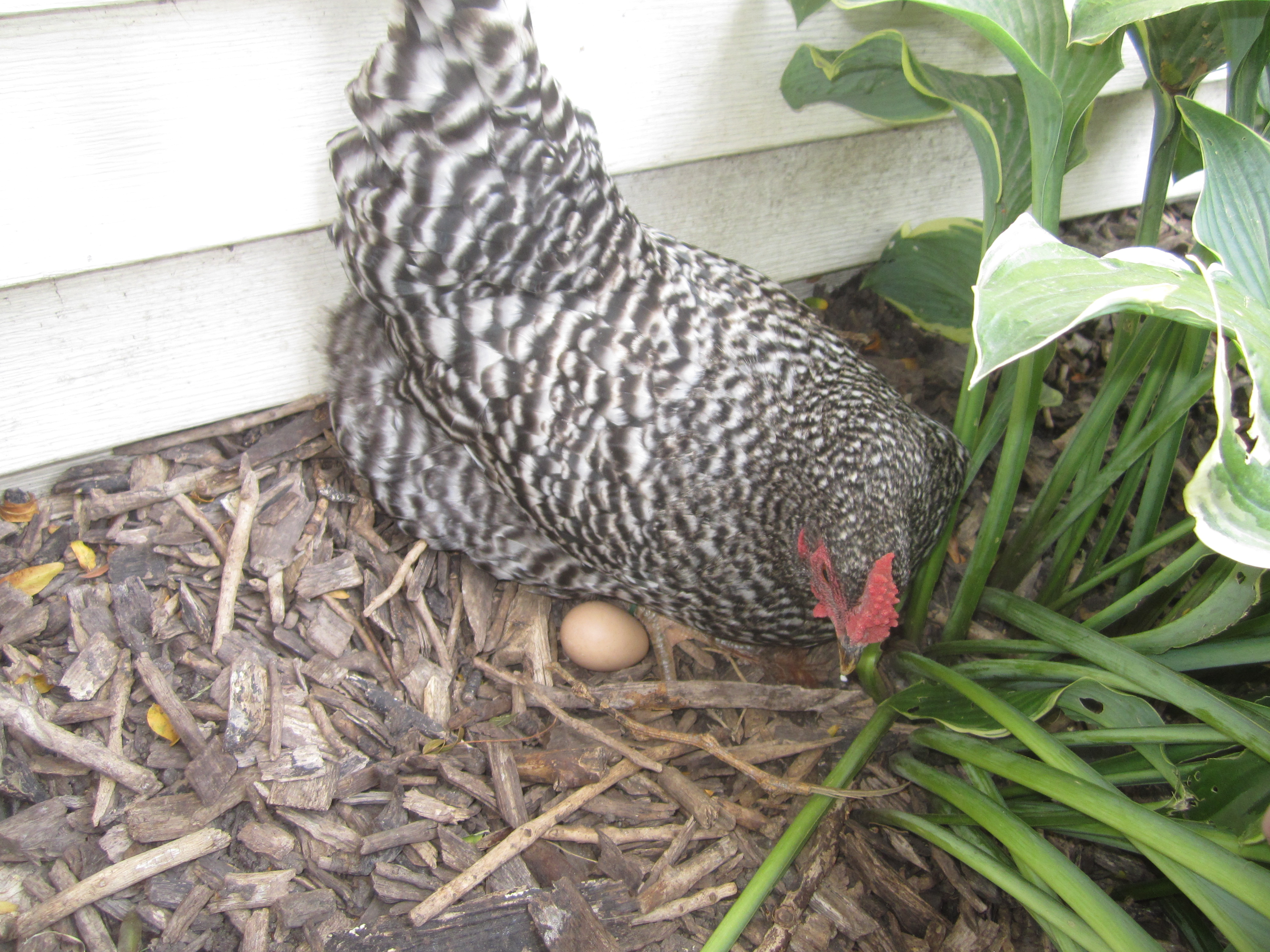 My favorite chicken, Dawn, a Dominique with her very first egg!!