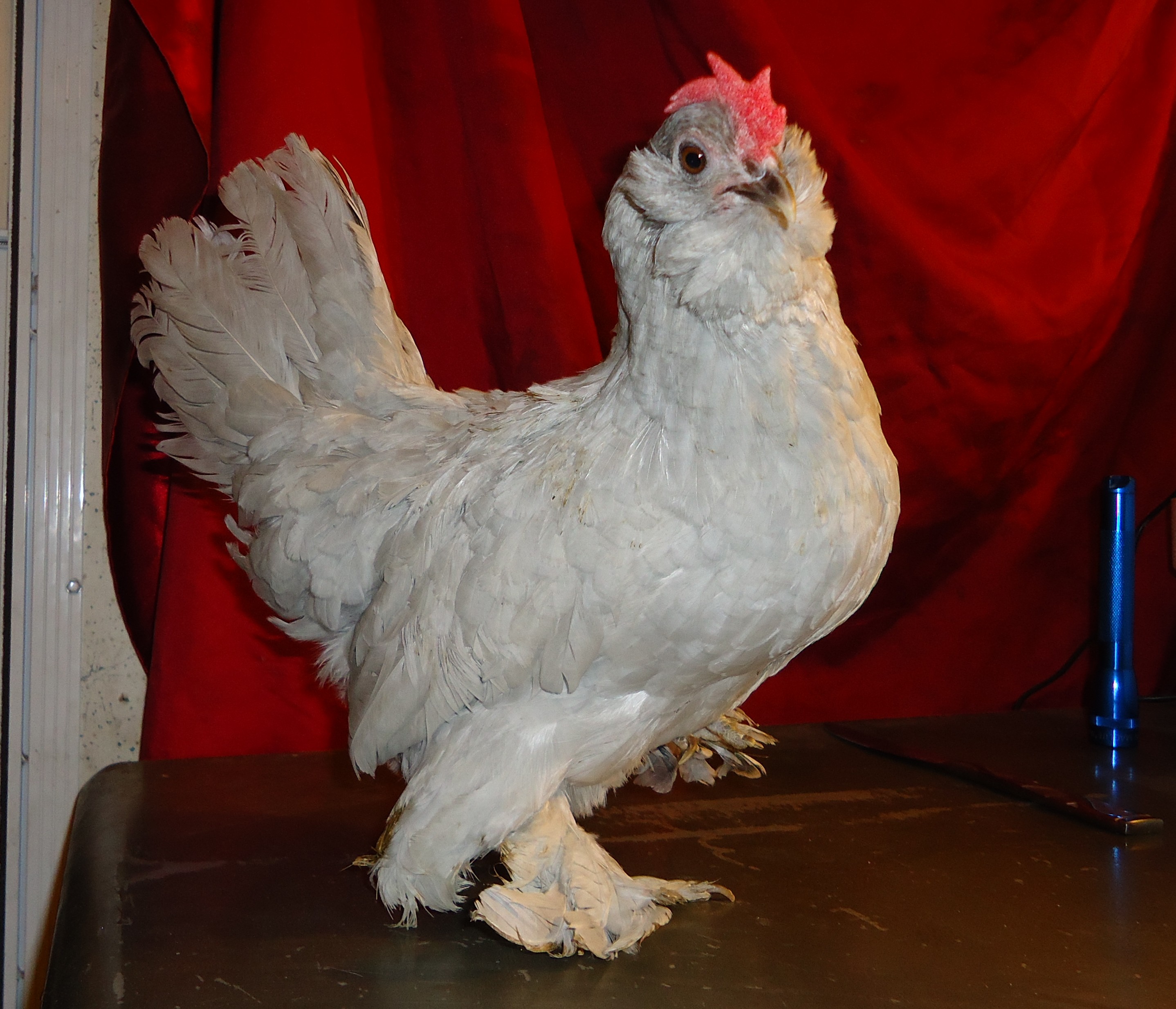 My favorite hen "Patty". Self blue d'Uccle