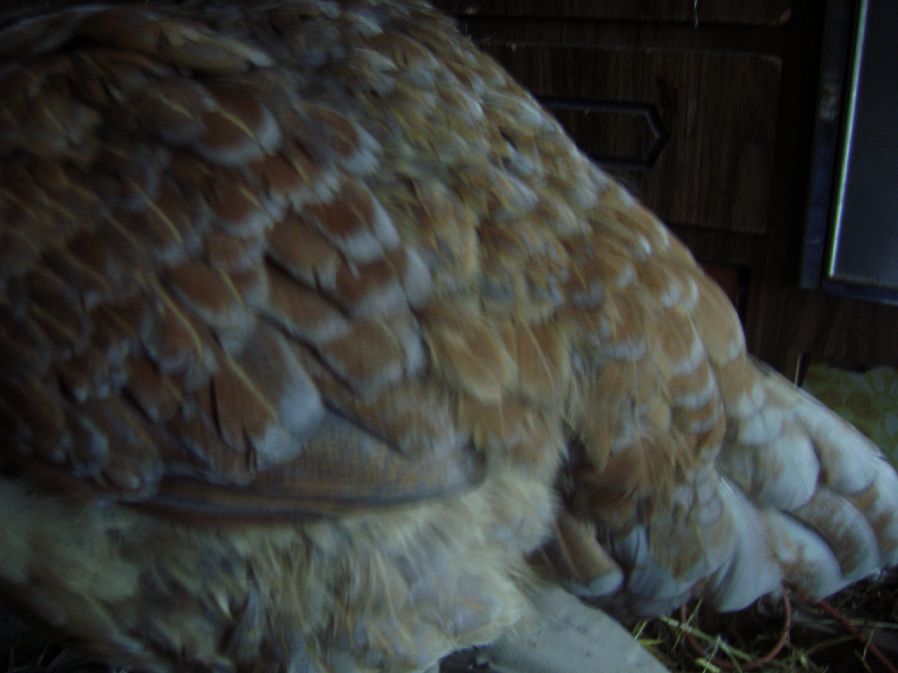 My favorite lap hen's lacing, EE  RIP, cocoa.  She is missed dearly.