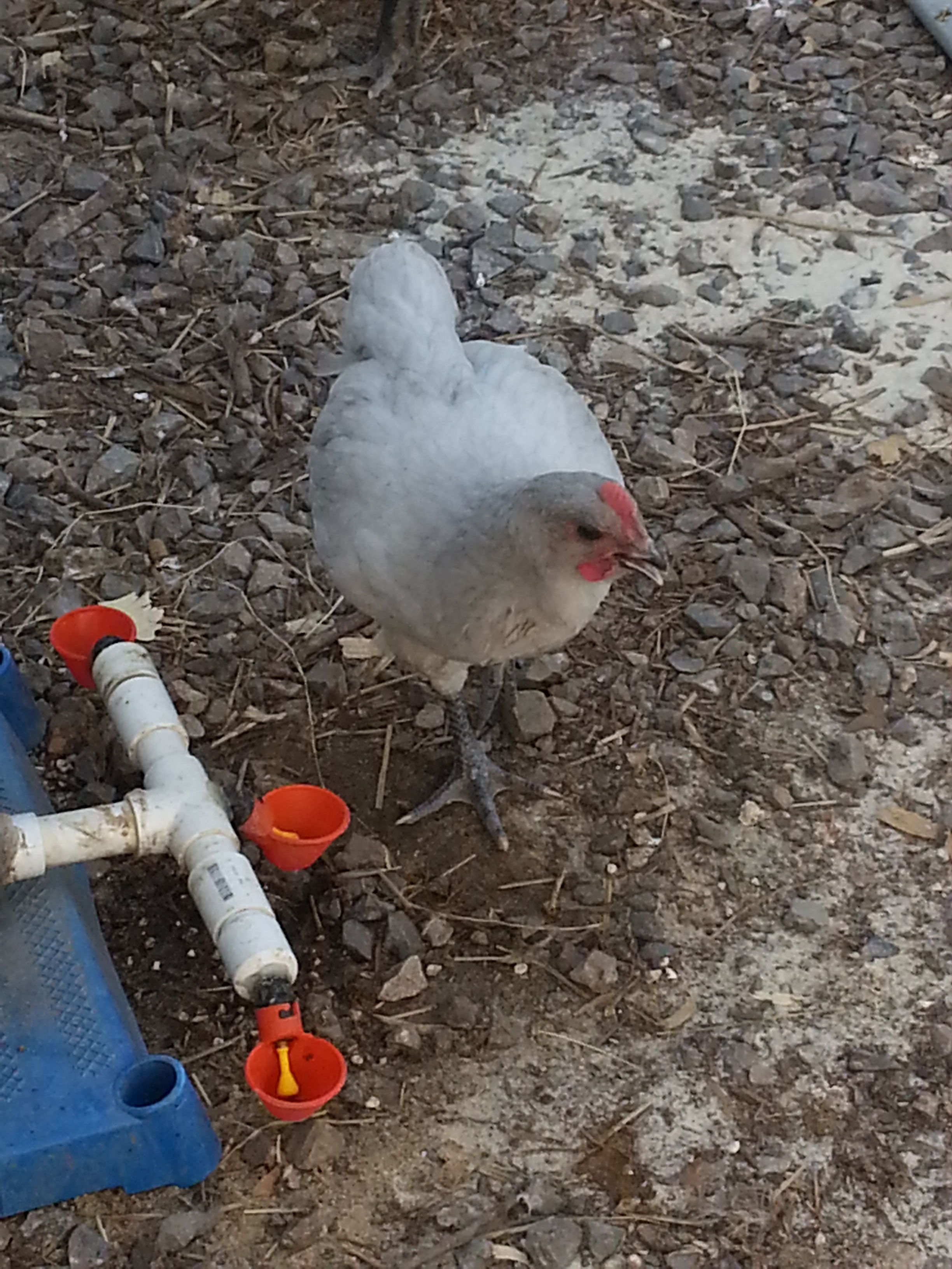 My favorite Lavender Rooster