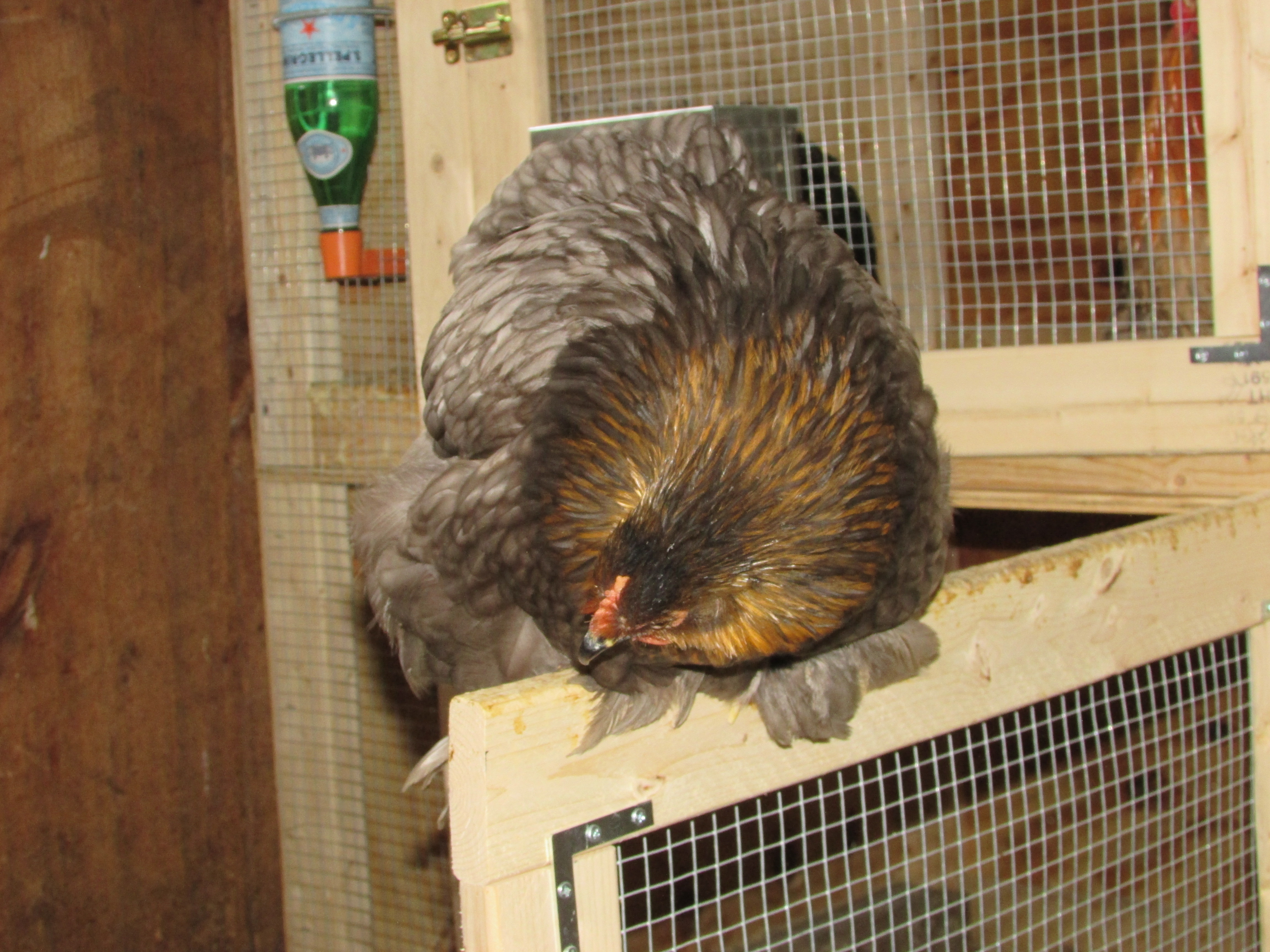 My favorite Lemon Blue pullet from last summer's hatches.  She is the sweetest hen and is always looking for attention.