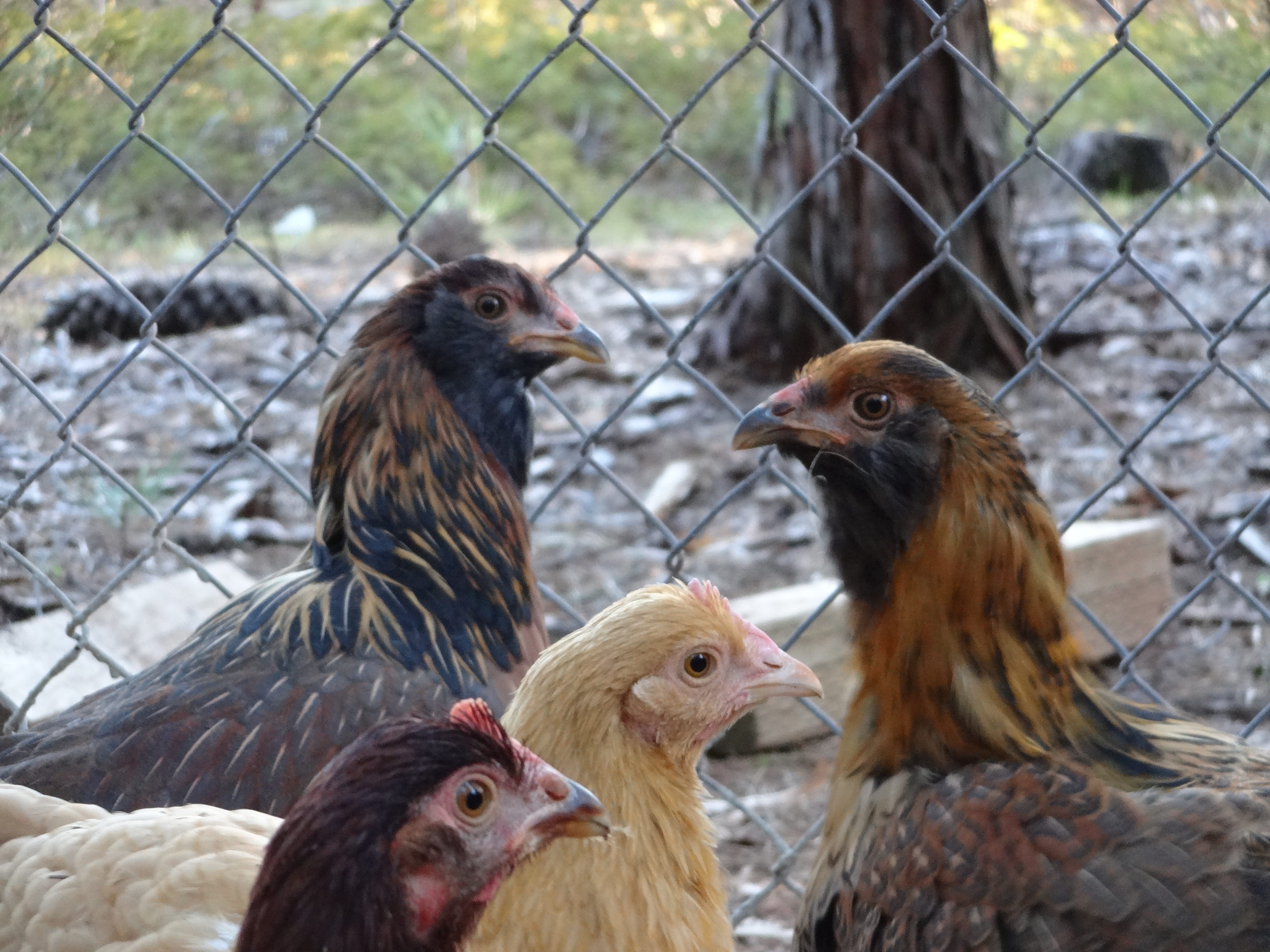 My favorite photo! I was trying to get a picture of the two Americana's in the background, Samantha and Queenie, but Sunshine (Buff Orp.) and Ruby (RIR) stuck their heads in at the perfect time, and the picture miraculously came out clear!