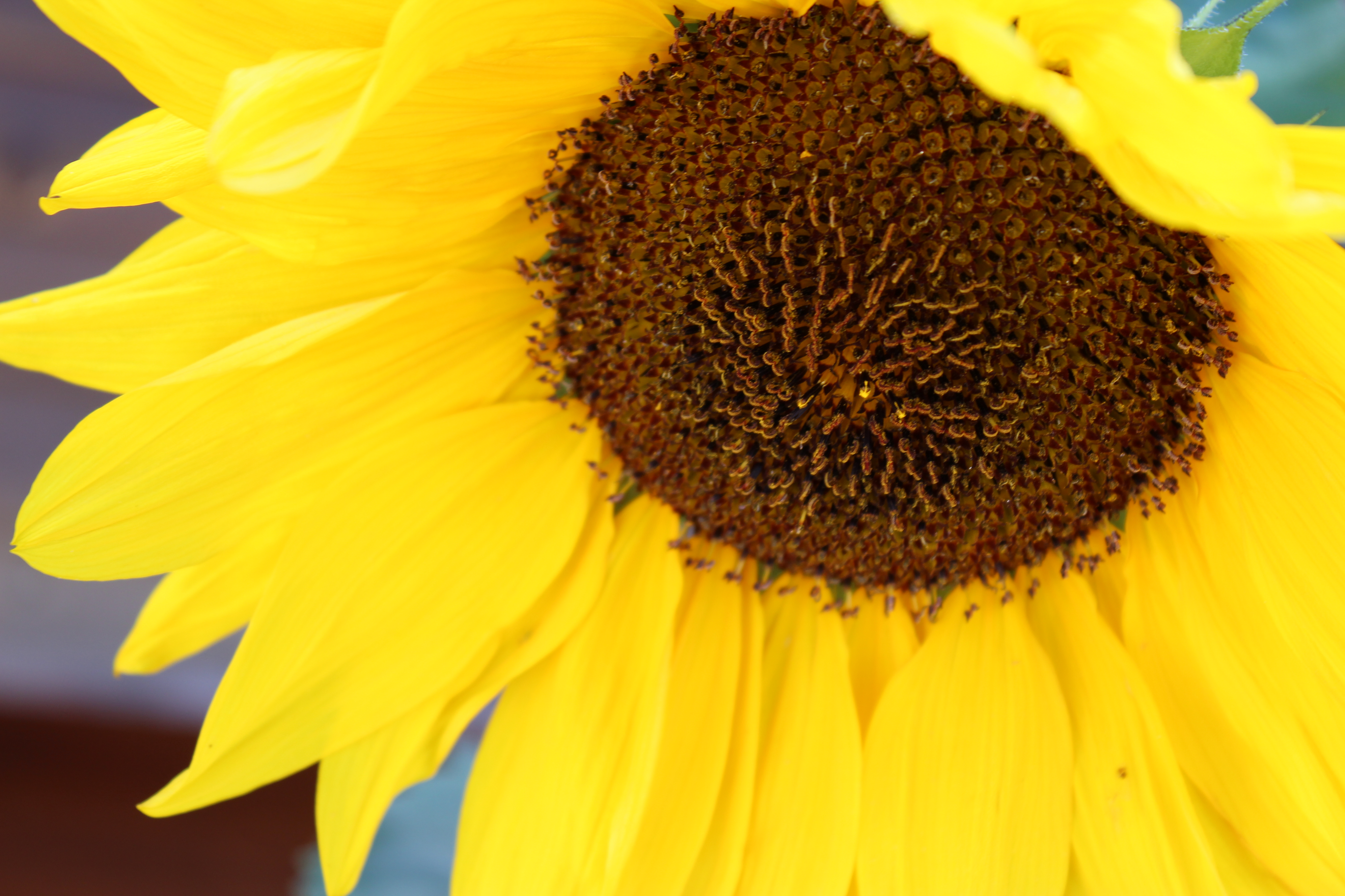 My favorite pic of a sunflower