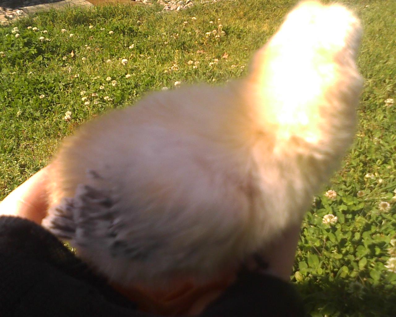 My favorite, the older one. His wings are coming in.