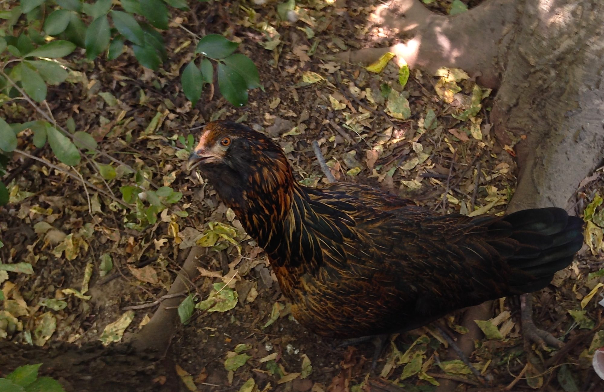 My favorite (to look at) hen.  My Easter Egger Black Beard.  She is so beautiful and her feathers are not rivaled even by my Speckled Sussex Roo.  Unfortunately she is the black sheep and has the hardest time fitting in and still remains super cautious of anyone or anything.