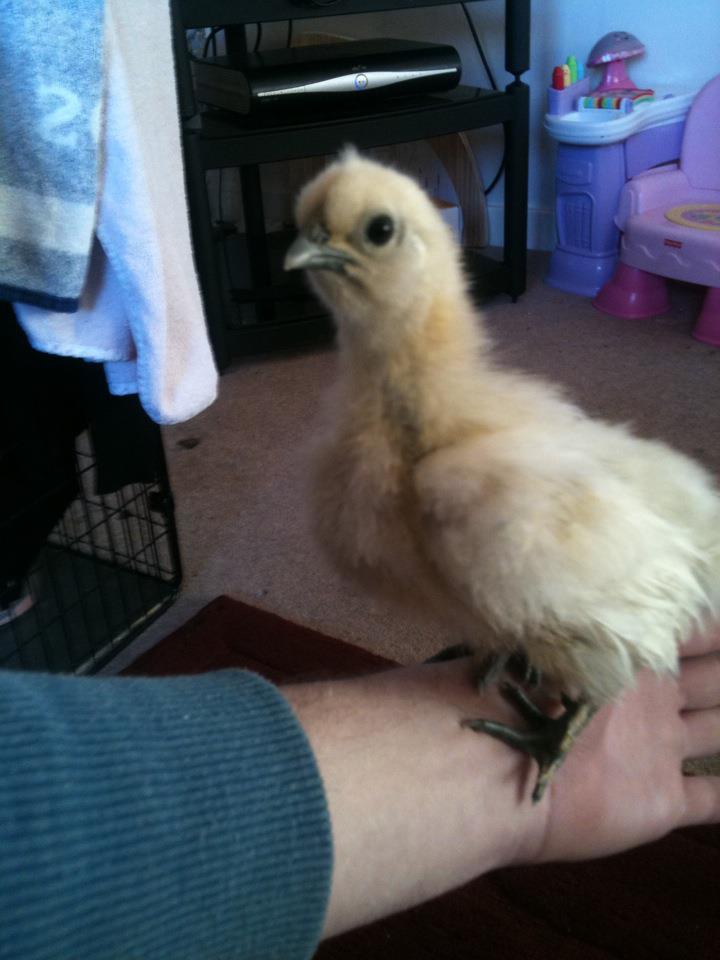 my favourite from my first hatch