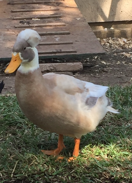 My fawn and white crested drake, "Nibbles" at 15 weeks old. He turned out to be such a handsome boy.