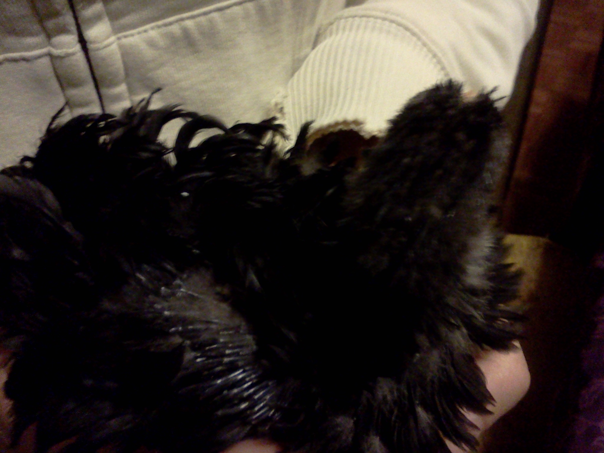 My feathers are still growing.  
Violet, 31 days old, 176 grams.
